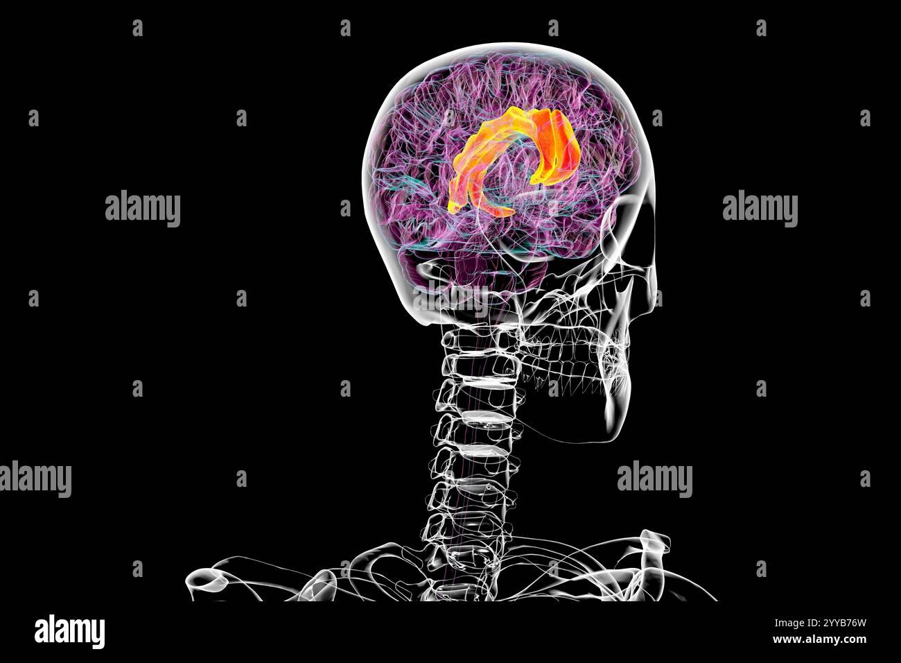 Illustration informatique du cerveau humain mettant en évidence le gyrus cingulaire, essentiel pour le traitement des émotions, la prise de décision et le contrôle cognitif. Banque D'Images