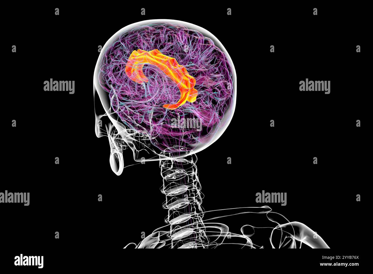 Illustration informatique du cerveau humain mettant en évidence le gyrus cingulaire, essentiel pour le traitement des émotions, la prise de décision et le contrôle cognitif. Banque D'Images