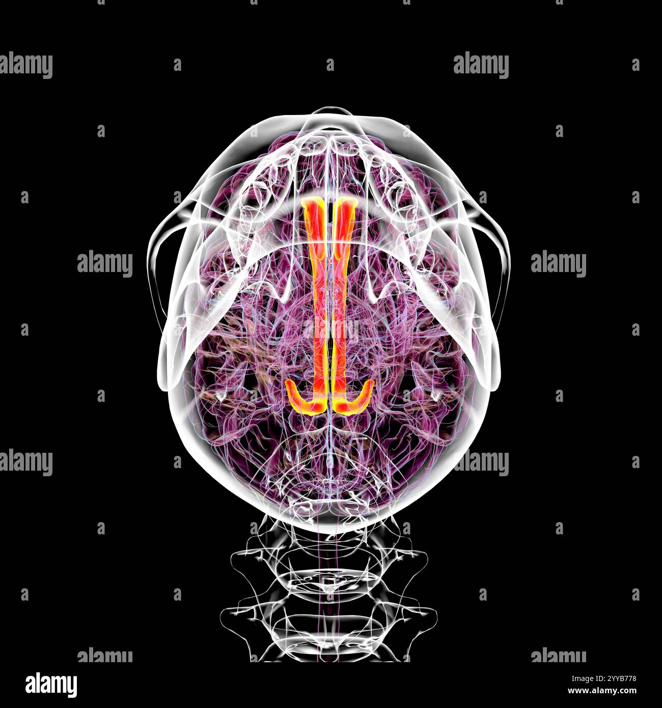 Illustration informatique du cerveau humain mettant en évidence le gyrus cingulaire, essentiel pour le traitement des émotions, la prise de décision et le contrôle cognitif, vue de dessous. Banque D'Images