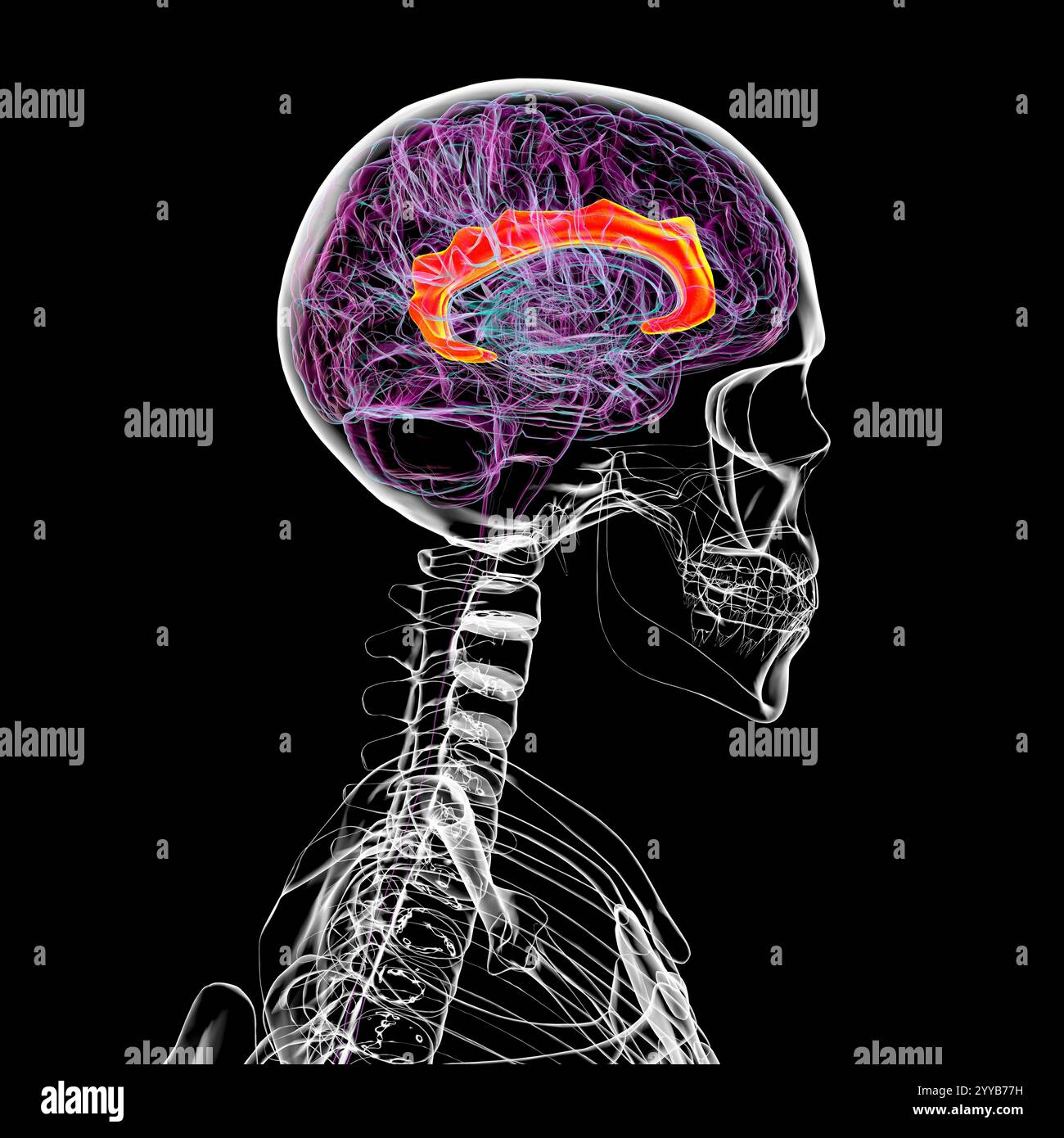 Illustration informatique du cerveau humain mettant en évidence le gyrus cingulaire, essentiel pour le traitement des émotions, la prise de décision et le contrôle cognitif. Banque D'Images