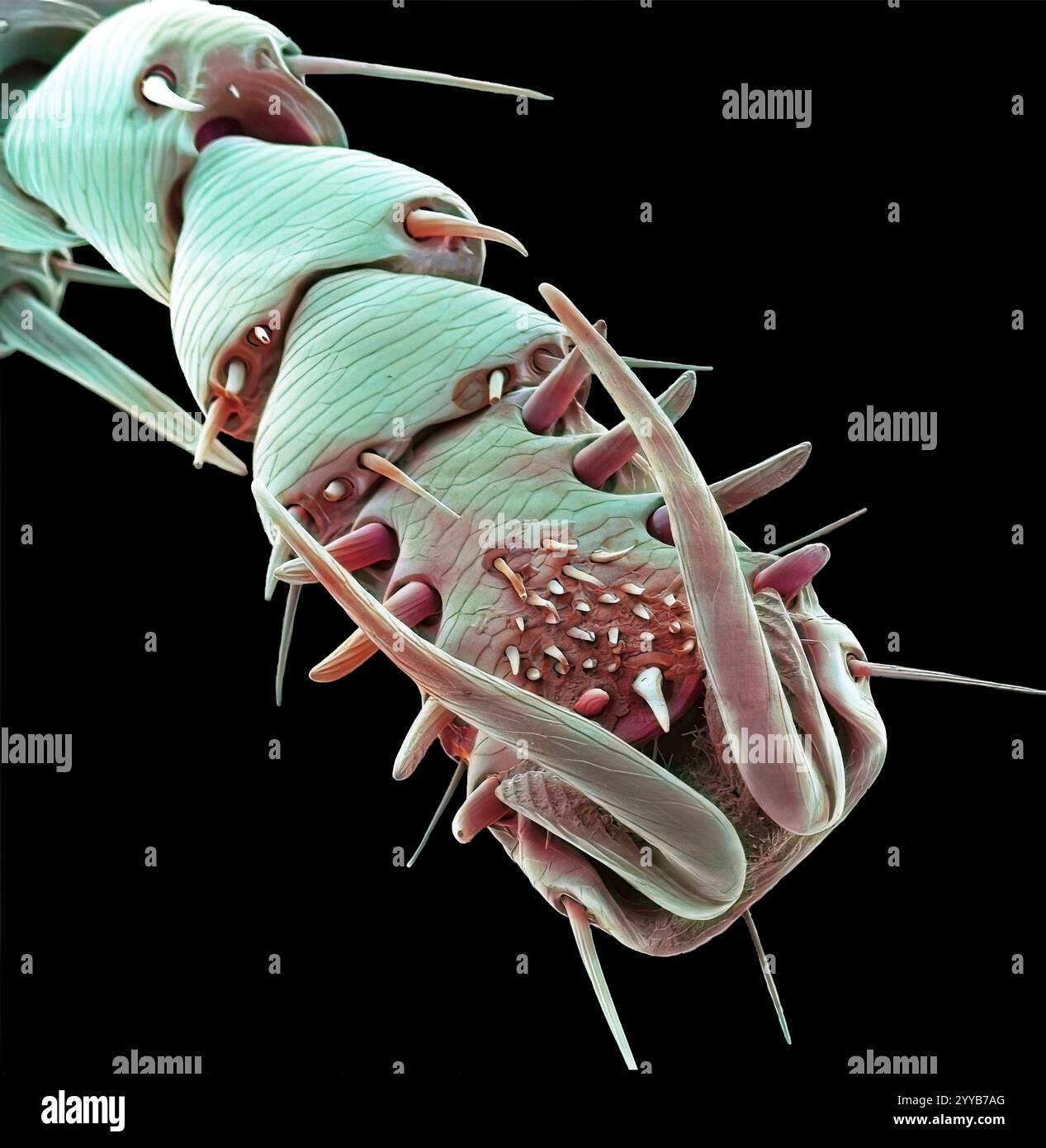 Patte de puce de lapin (Spilopsyllus cuniculi), micrographie électronique à balayage coloré (MEB). Les jambes puissantes sont adaptées pour sauter. Les puces sont des parasites externes qui peuvent être porteurs et transmettre des maladies. Cette puce peut également se nourrir d'animaux de compagnie et d'humains. Les puces ne restent sur leur hôte qu'en se nourrissant. Grossissement : x500 lors de l'impression de 10 centimètres de large. Banque D'Images