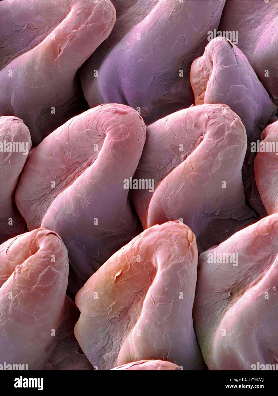 Langue de chat. Micrographie électronique à balayage coloré (MEB) de la surface de la langue d'un chat (famille des Felidae). La langue est recouverte de nombreuses saillies tournées vers l'arrière appelées papilles filiformes. Ces structures robustes sont utilisées pour nettoyer la fourrure du chat et râper la viande de ses proies. Grossissement : x150 lors de l'impression de 10 centimètres de large. Banque D'Images