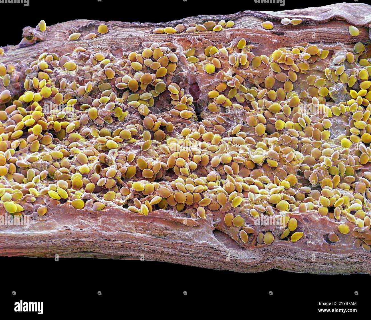 Gousse de vanille, micrographie électronique à balayage coloré (MEB). Coupe à travers une gousse de vanille montrant les graines (jaunes) et le tissu parachyme. L'arôme vanille est dérivé des graines et des gousses de Vanilla sp. orchidées. Le composant principal de l'huile essentielle de vanille est la vanilline, ce qui lui confère l'arôme et la saveur caractéristiques. Les gousses de vanille sont utilisées entières ou tranchées ouvertes dans les aliments aromatisants. Un extrait alcoolique des gousses est également utilisé. Grossissement : x15 lorsque imprimé 10 centimètres de large. Banque D'Images