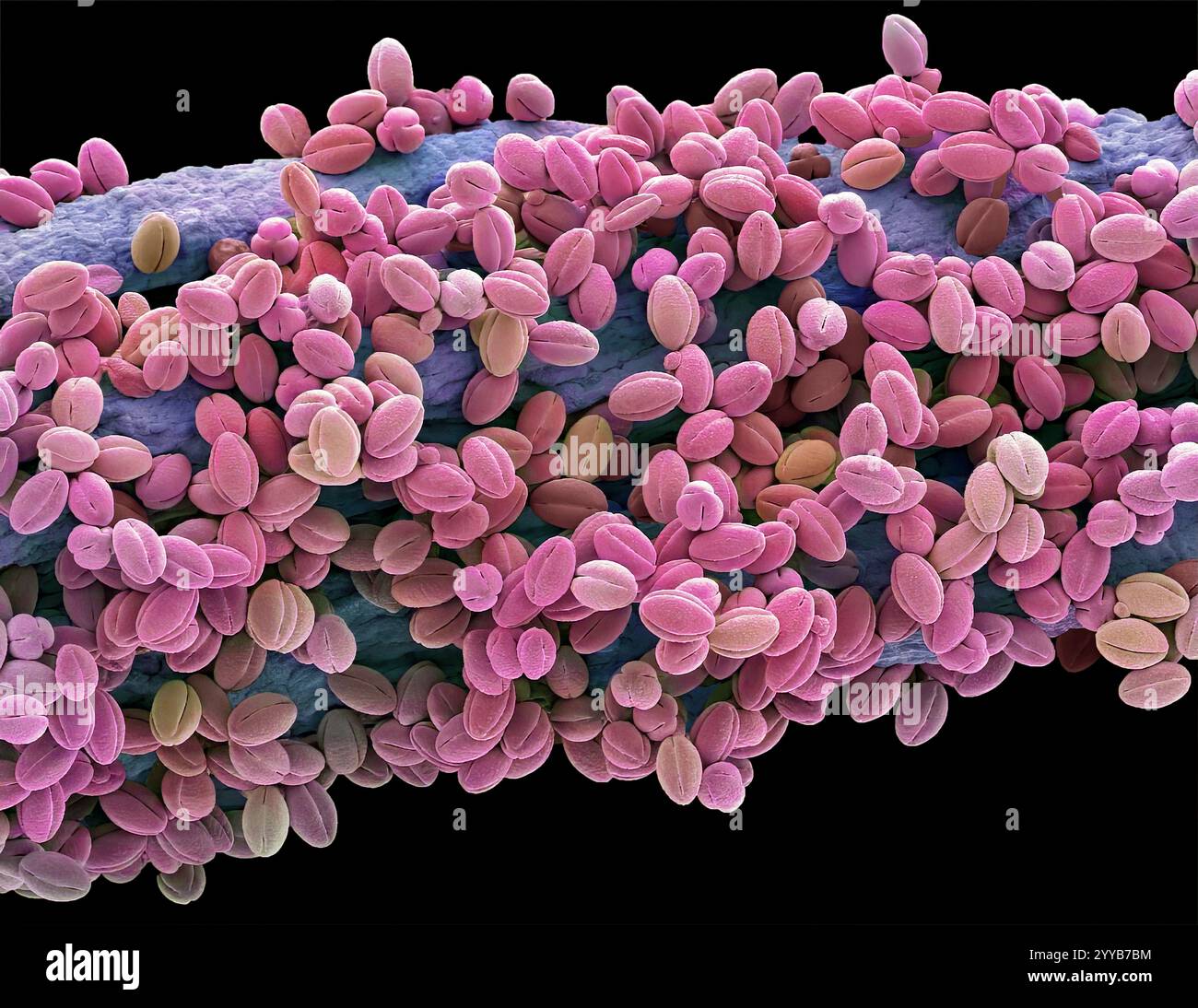 Pollen de saule, SEM Banque D'Images