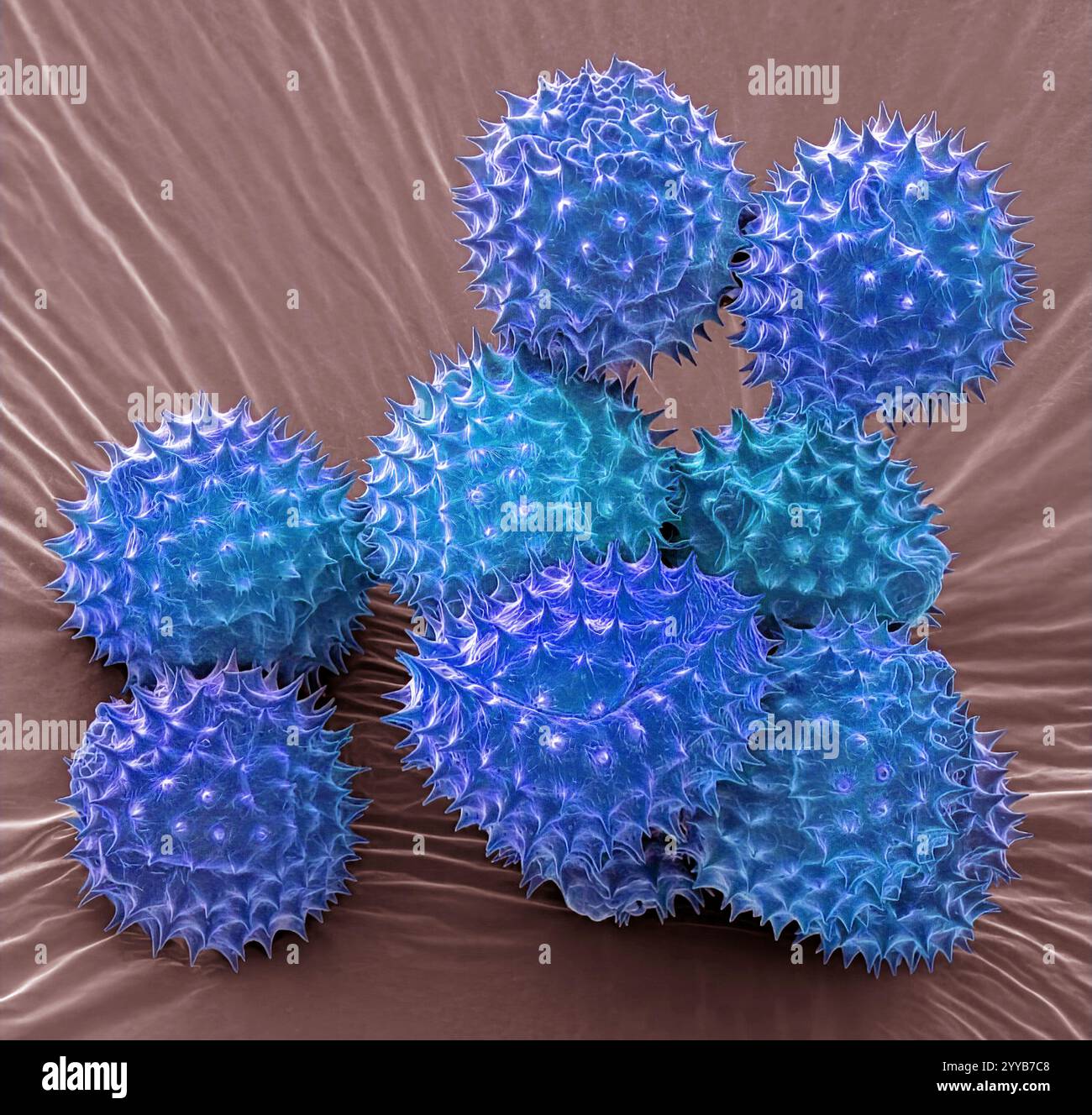 Pollen speedwell de champ commun, MEB Banque D'Images