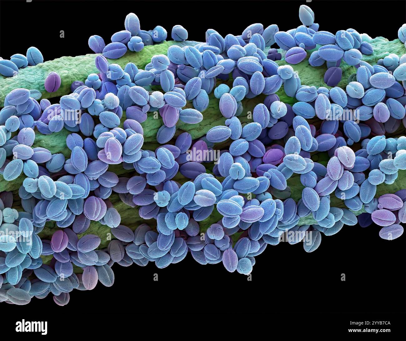 Pollen de saule, SEM Banque D'Images