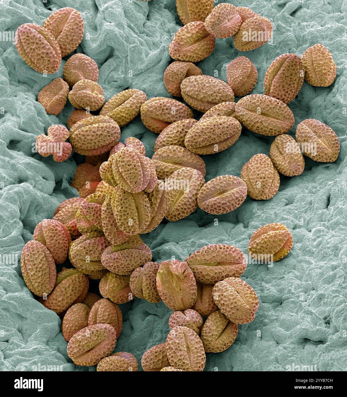 Grains de pollen Veronica, micrographie électronique à balayage coloré (MEB). Les grains de pollen sont les gamètes mâles (cellules sexuelles) d'une plante. Leur surface caractéristique est utilisée par les botanistes pour reconnaître et classer les plantes. Le pollen dans les plantes est utilisé pour transférer le matériel génétique mâle de l'anthère d'une fleur unique au stigmate d'une autre dans la pollinisation croisée. Dans un cas d'auto-pollinisation, ce processus se déroule de l'anthère d'une fleur au stigmate de la même fleur. Grossissement : x300 lors de l'impression à 10 centimètres de large. Banque D'Images
