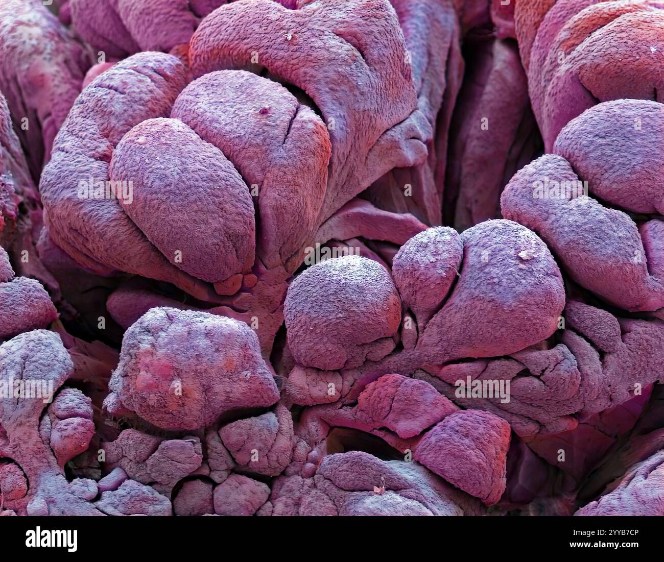 Revêtement de trompe de Fallope. Micrographie électronique à balayage coloré (MEB) de la muqueuse interne pliée d'une trompe de Fallope (oviducte). La surface est constituée d'un mélange de cellules ciliées et sécrétoires. Les cils (poils) battent rythmiquement pour déplacer l'ovule (œuf, cellule sexuelle femelle) le long de la trompe de Fallope. L'ovule est produit par l'un des deux ovaires et se déplace le long de la trompe de Fallope correspondante pour atteindre l'utérus. Grossissement : x120 lors de l'impression de 10cm de large. Banque D'Images