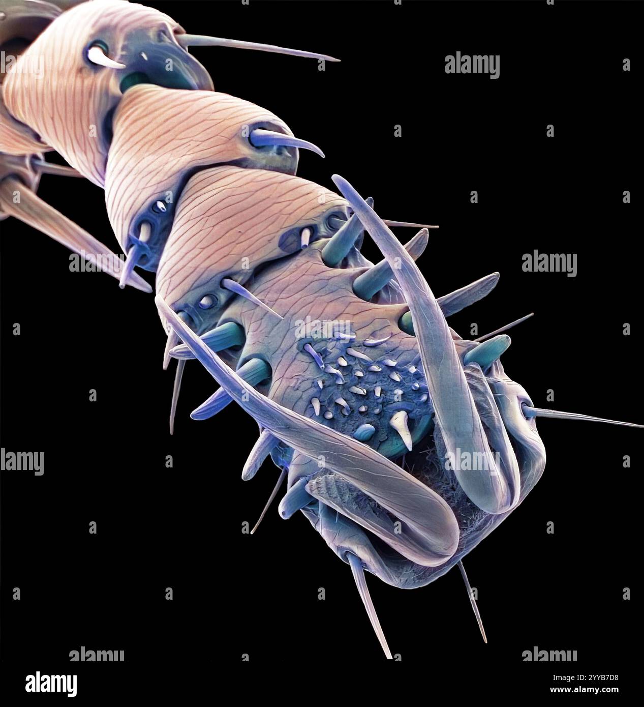 Patte de puce de lapin (Spilopsyllus cuniculi), micrographie électronique à balayage coloré (MEB). Les jambes puissantes sont adaptées pour sauter. Les puces sont des parasites externes qui peuvent être porteurs et transmettre des maladies. Cette puce peut également se nourrir d'animaux de compagnie et d'humains. Les puces ne restent sur leur hôte qu'en se nourrissant. Grossissement : x500 lors de l'impression de 10 centimètres de large. Banque D'Images