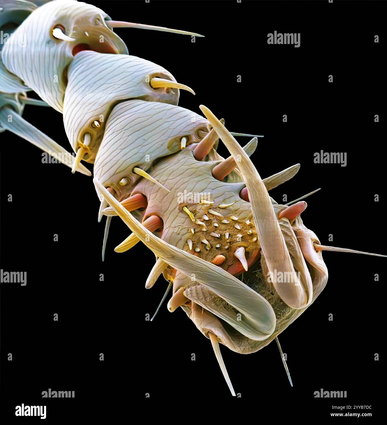 Patte de puce de lapin (Spilopsyllus cuniculi), micrographie électronique à balayage coloré (MEB). Les jambes puissantes sont adaptées pour sauter. Les puces sont des parasites externes qui peuvent être porteurs et transmettre des maladies. Cette puce peut également se nourrir d'animaux de compagnie et d'humains. Les puces ne restent sur leur hôte qu'en se nourrissant. Grossissement : x500 lors de l'impression de 10 centimètres de large. Banque D'Images