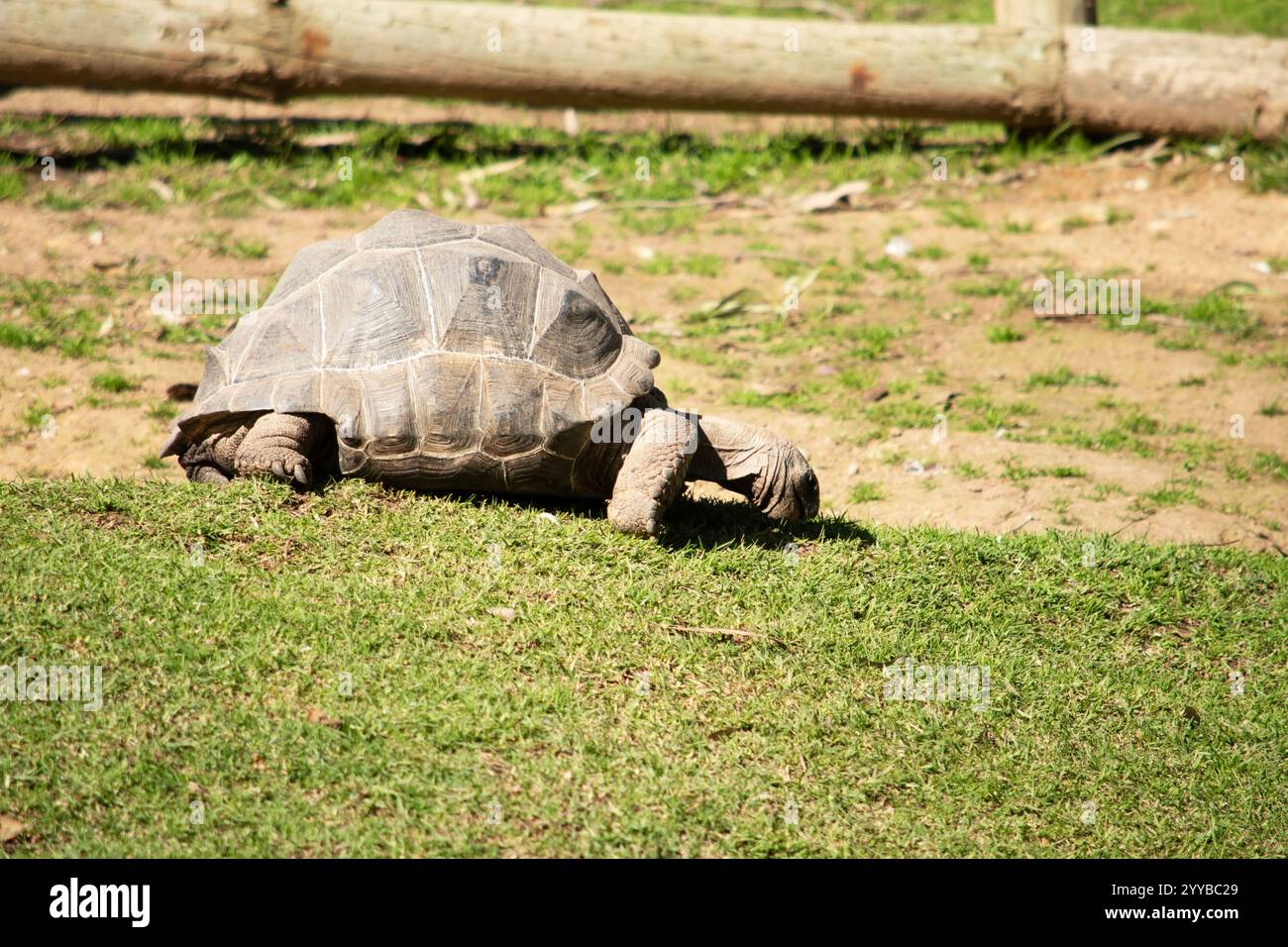 Les tortues Aldabras sont l'une des plus grandes tortues terrestres du monde Banque D'Images