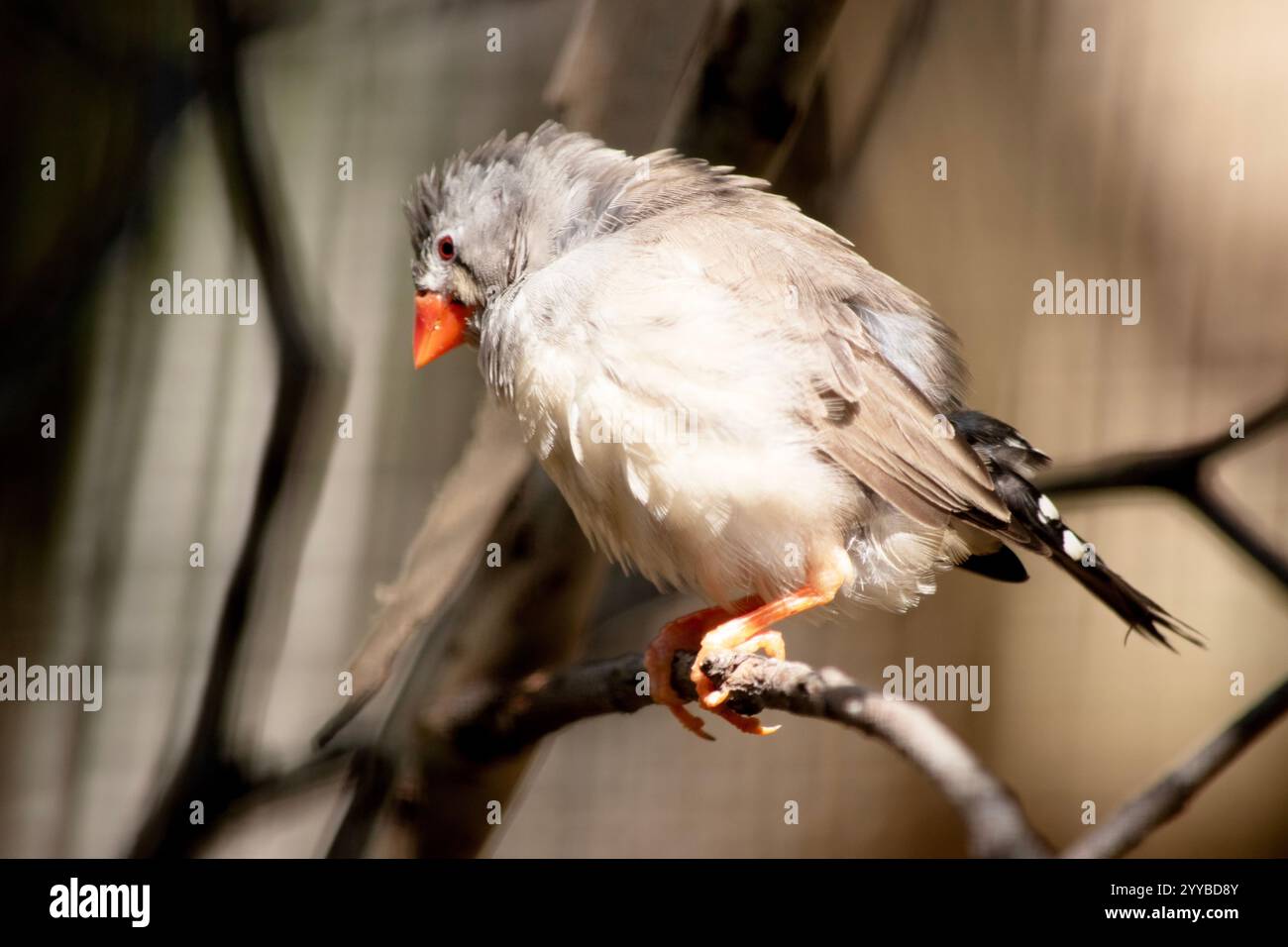 le finch femelle a un corps gris avec un blanc sous le ventre avec une queue noire et blanche. Il a une bande blanche et noire sur son visage Banque D'Images