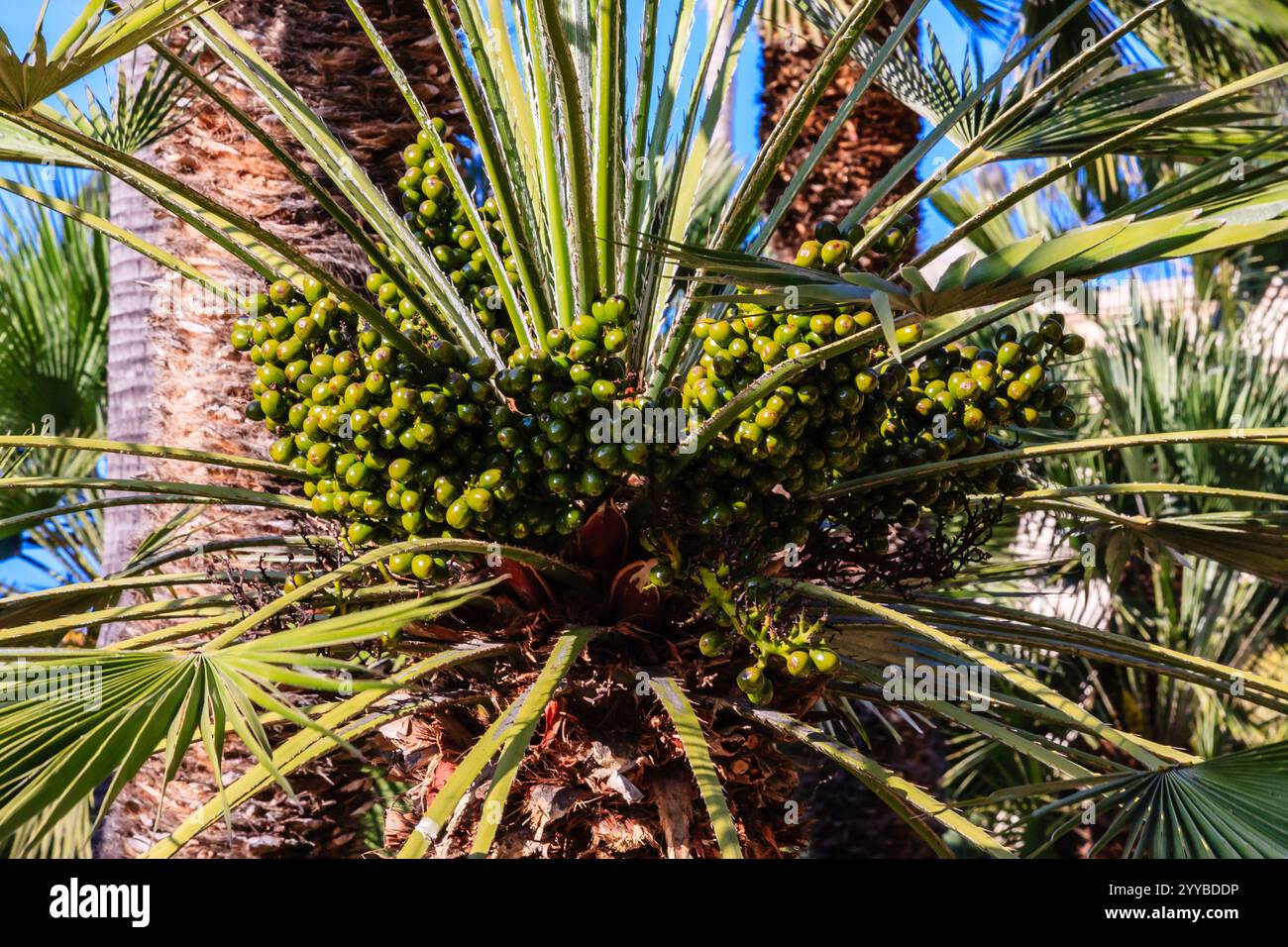 Un arbre avec des feuilles vertes et de petits fruits verts en est plein. L'arbre est un palmier, et il est entouré d'autres palmiers Banque D'Images
