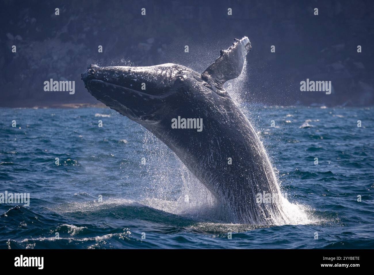 Le veau de baleine à bosse se brise près des falaises/rivages au large de Sydney, en Australie Banque D'Images