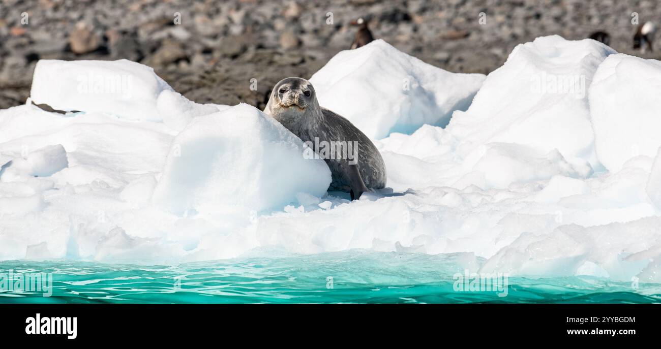 Weddell Seal sur iceberg in the Sea, Cierva Cove, Antarctique. Banque D'Images