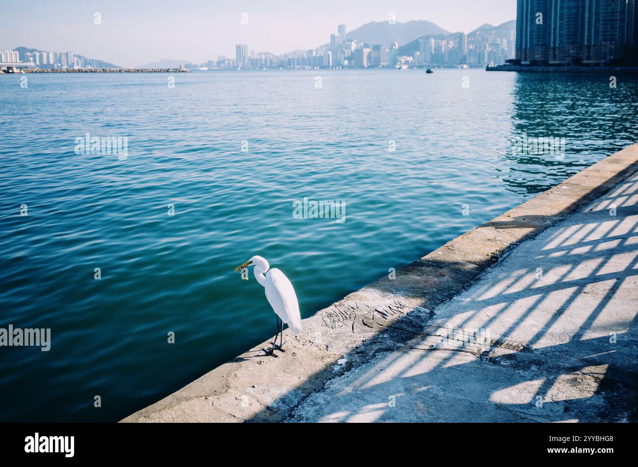 Faune urbaine Hong Kong Banque D'Images