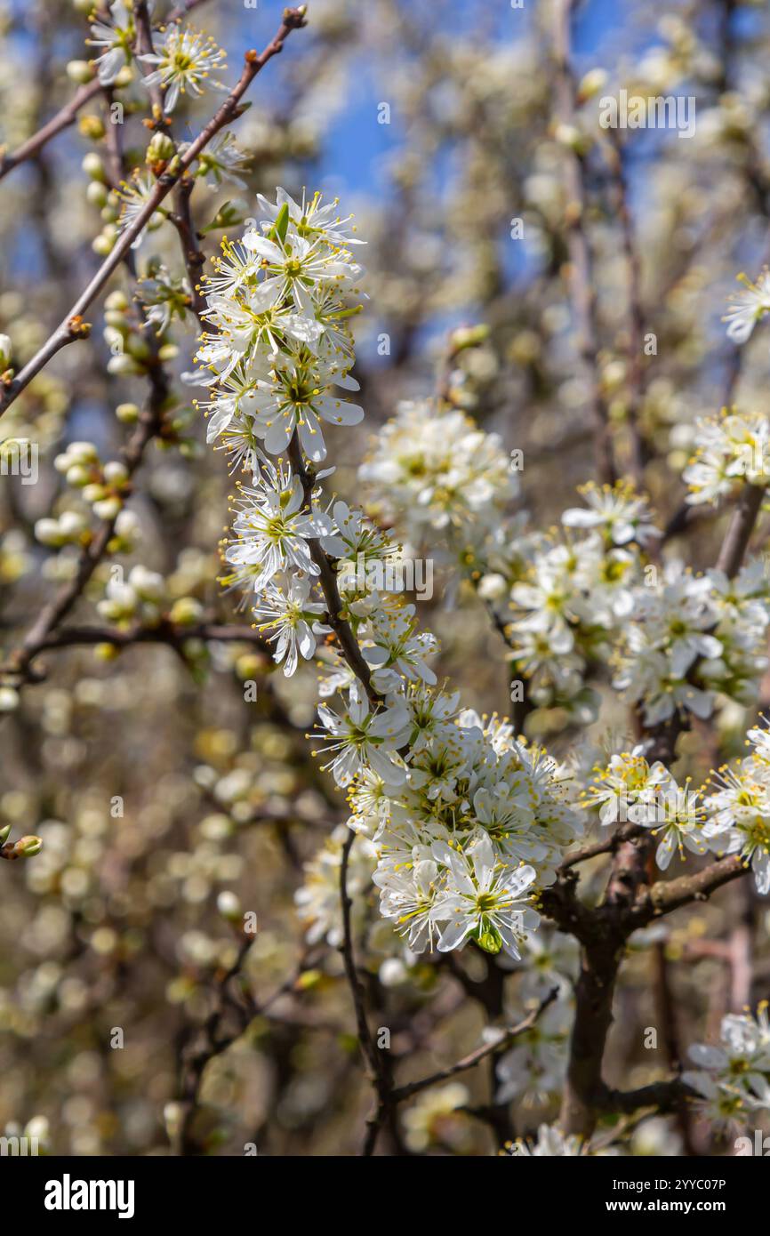 Prunus cerasifera fleur de prunier blanc. Fleurs blanches de Prunus cerasifera. Banque D'Images