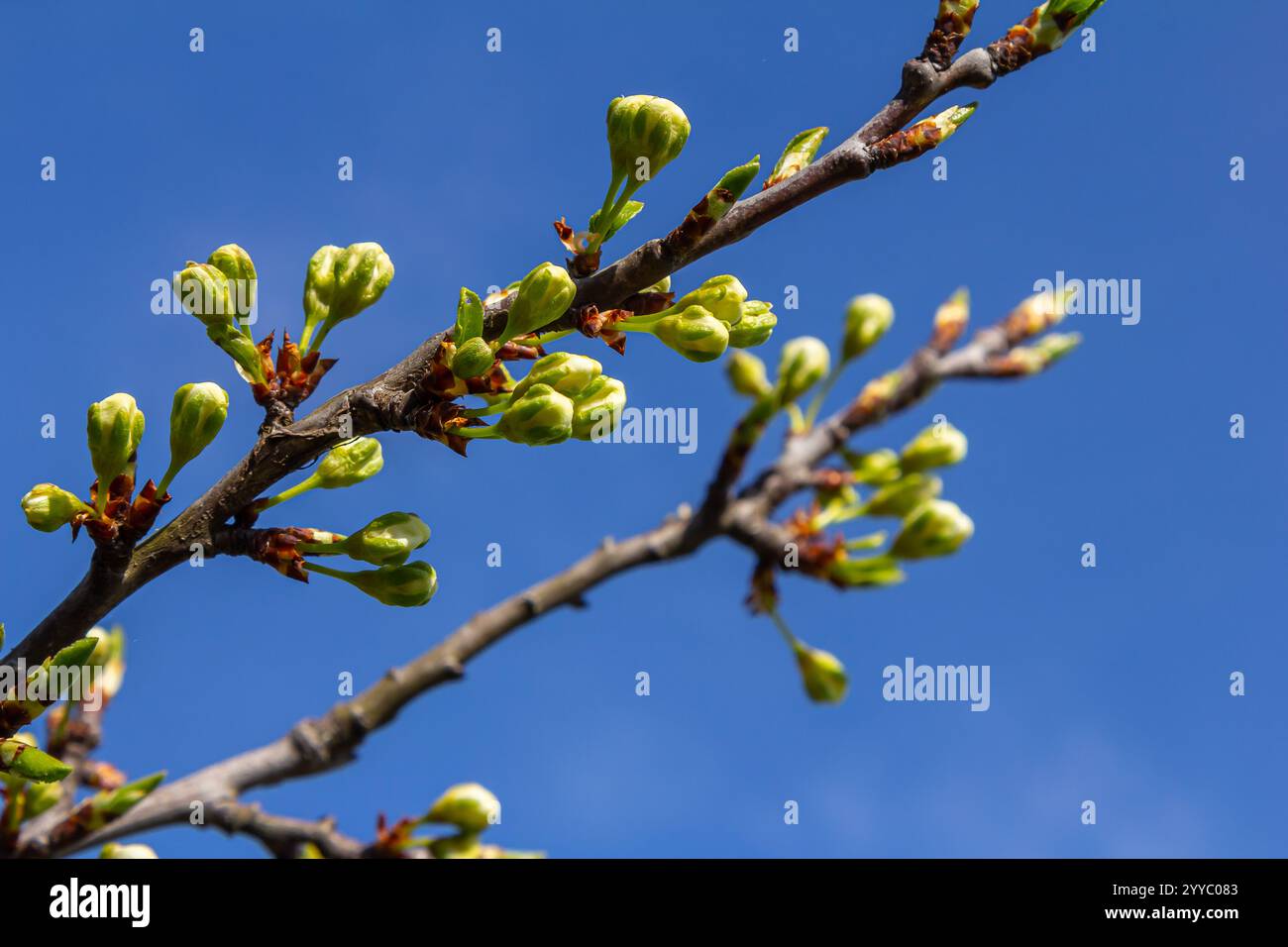 Fleur de prunier blanche, belles fleurs blanches de prunus dans le jardin de la ville, macro détaillée branche prunier. Fleurs de prune blanches en fleur sur la branche, Banque D'Images