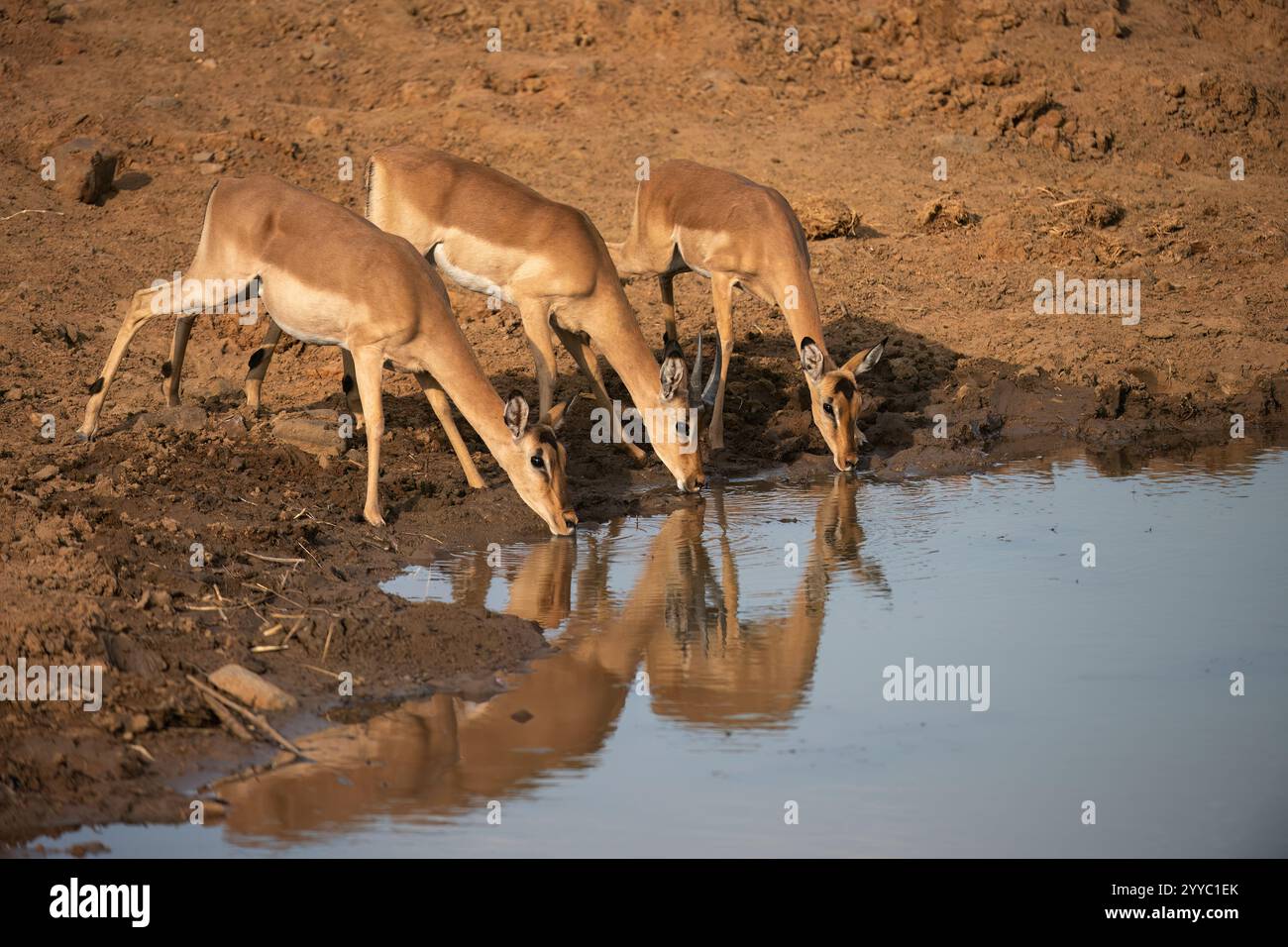 Impala ( Aepyceros melampus ) Pilanesberg nature Reserve, , Afrique du Sud Banque D'Images