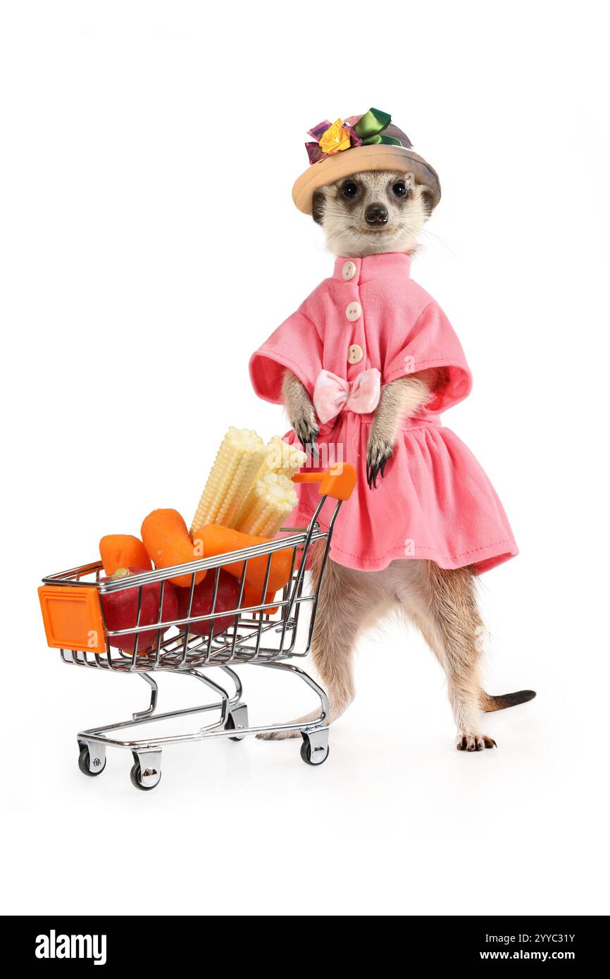 Suricat drôle dans une robe et un chapeau avec un chariot de nourriture plein de produits d'épicerie isolé sur un fond blanc Banque D'Images