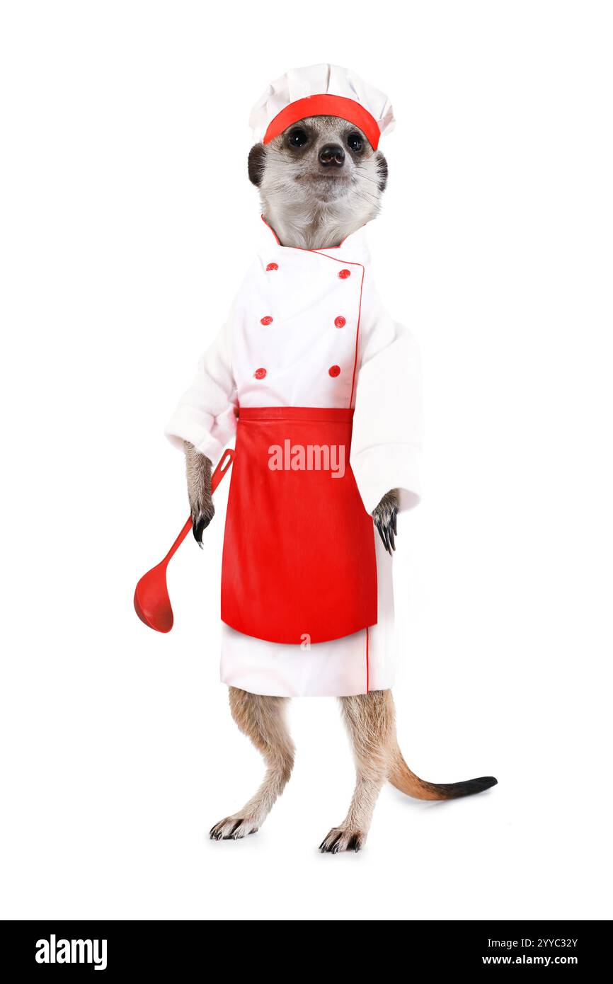 Chef suricat drôle dans un tablier et avec une louche isolée sur un fond blanc Banque D'Images