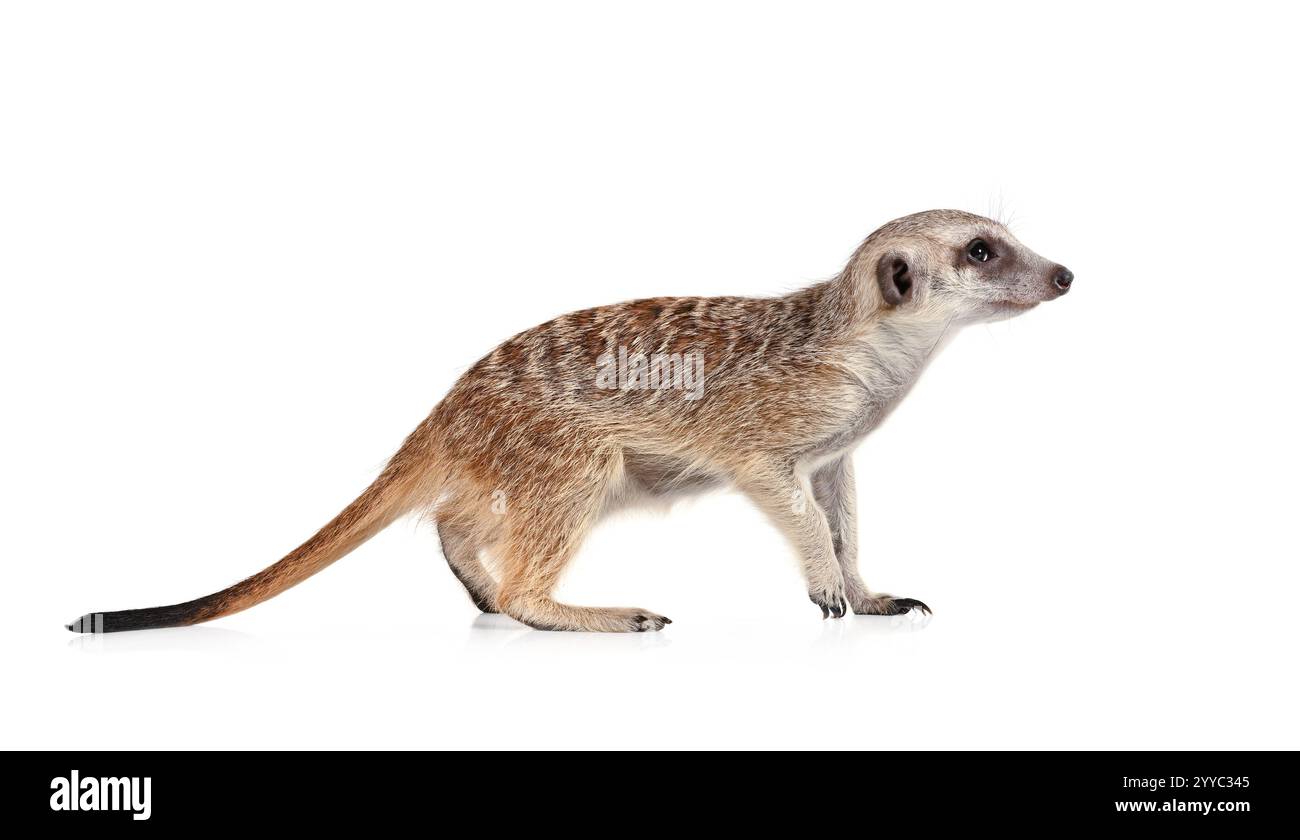 Suricate drôle isolé sur un fond blanc Banque D'Images