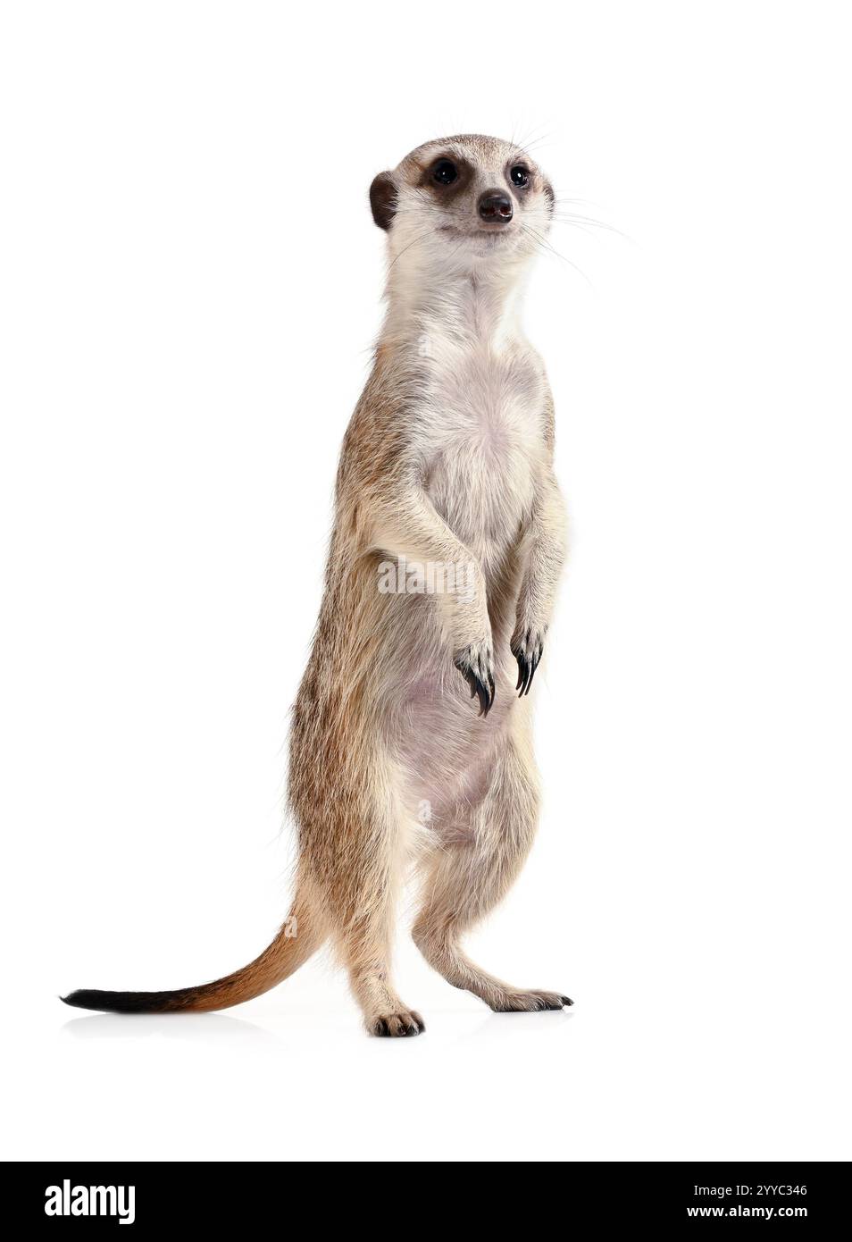 Drôle de suricate se tient sur ses pattes arrière et regarde dans la caméra isolée sur un fond blanc Banque D'Images