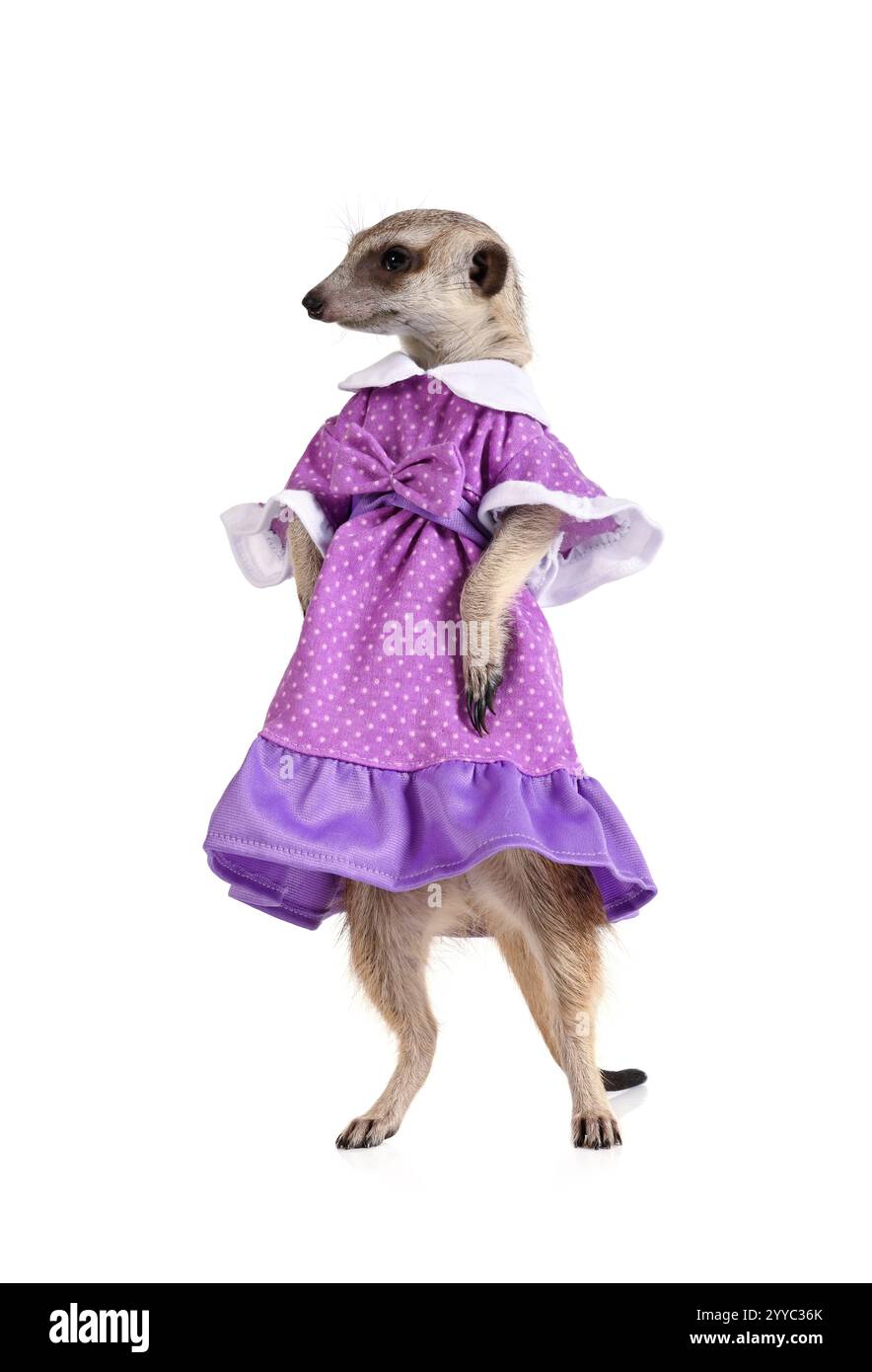 Jolie suricate vêtue d'une robe bleue isolée sur un fond blanc Banque D'Images