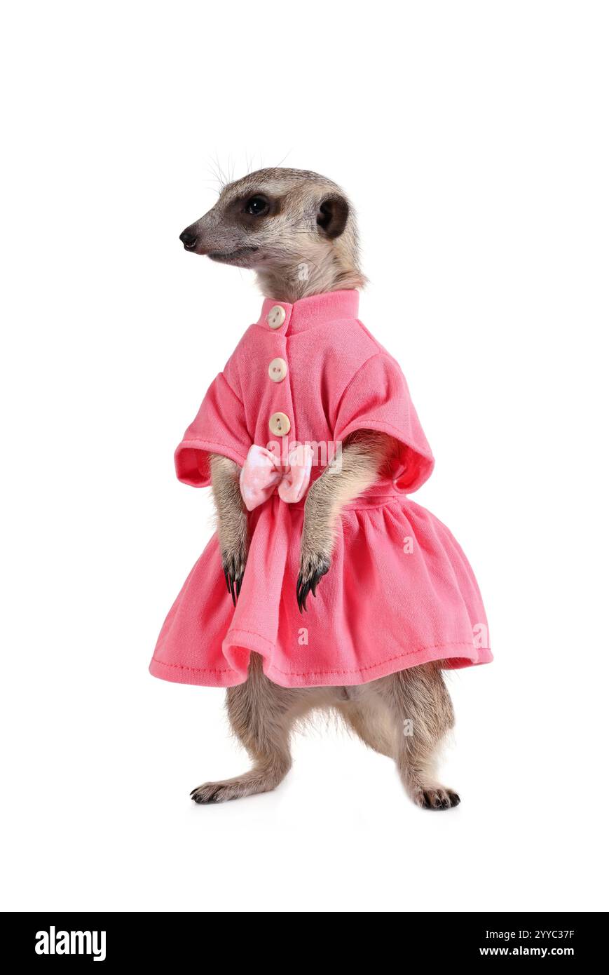 Jolie suricate vêtue d'une robe rose isolée sur un fond blanc Banque D'Images