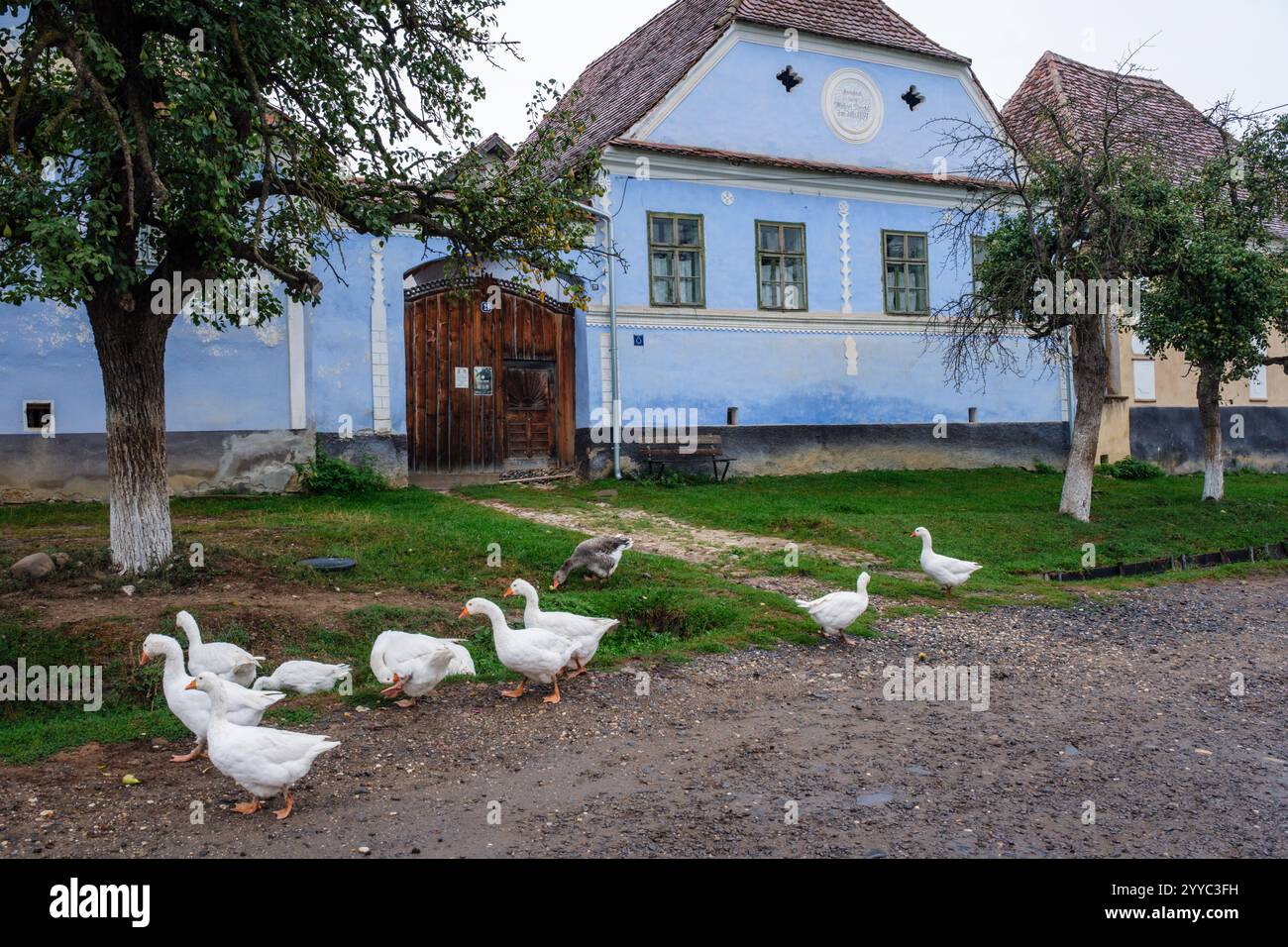 Oies dans la rue principale de Viscri, Transylvanie, Roumanie Banque D'Images