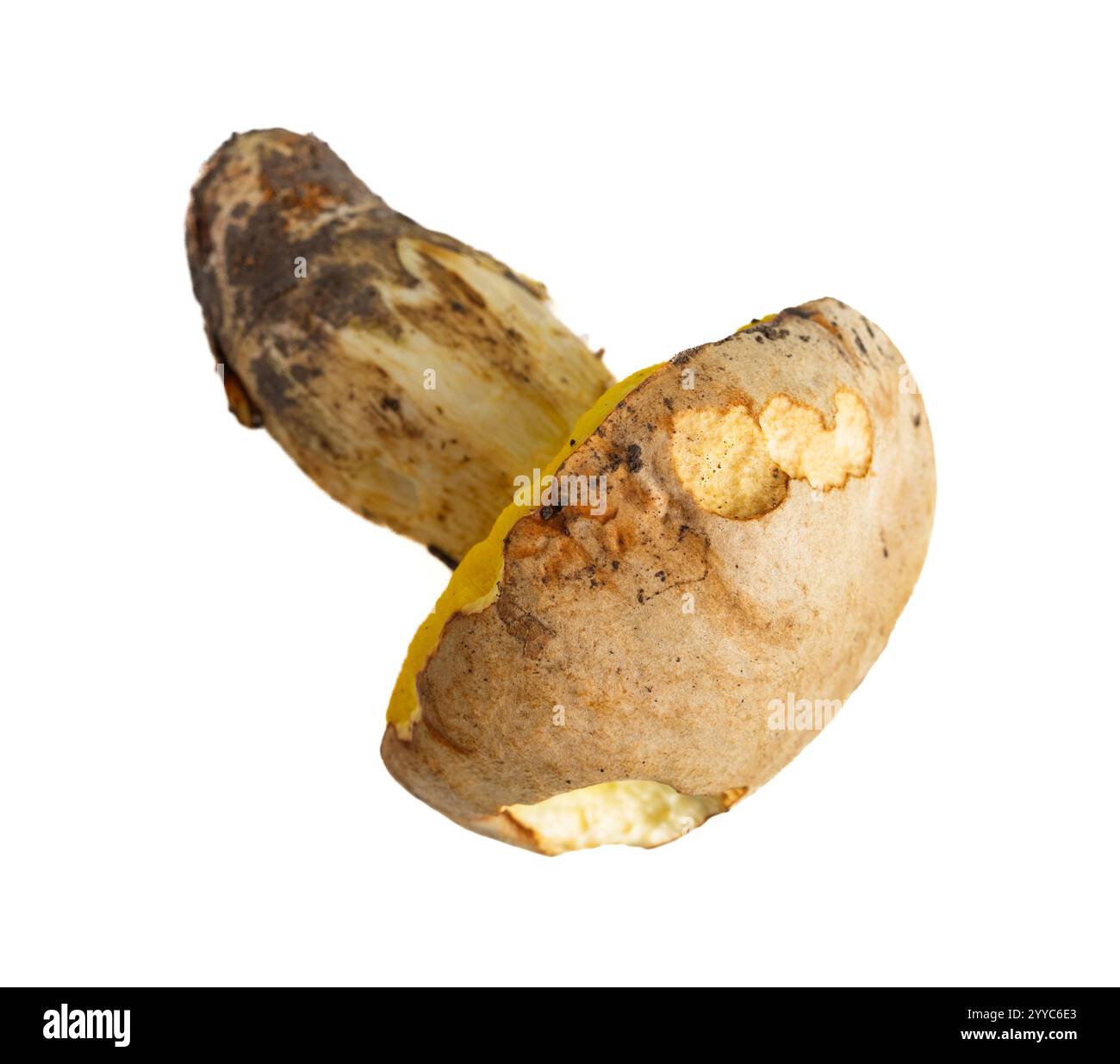 Ce champignon inhabituel présente un intérieur jaune et un extérieur robuste, trouvés dans un cadre forestier. Sa forme unique met en valeur la diversité du Li fongique Banque D'Images