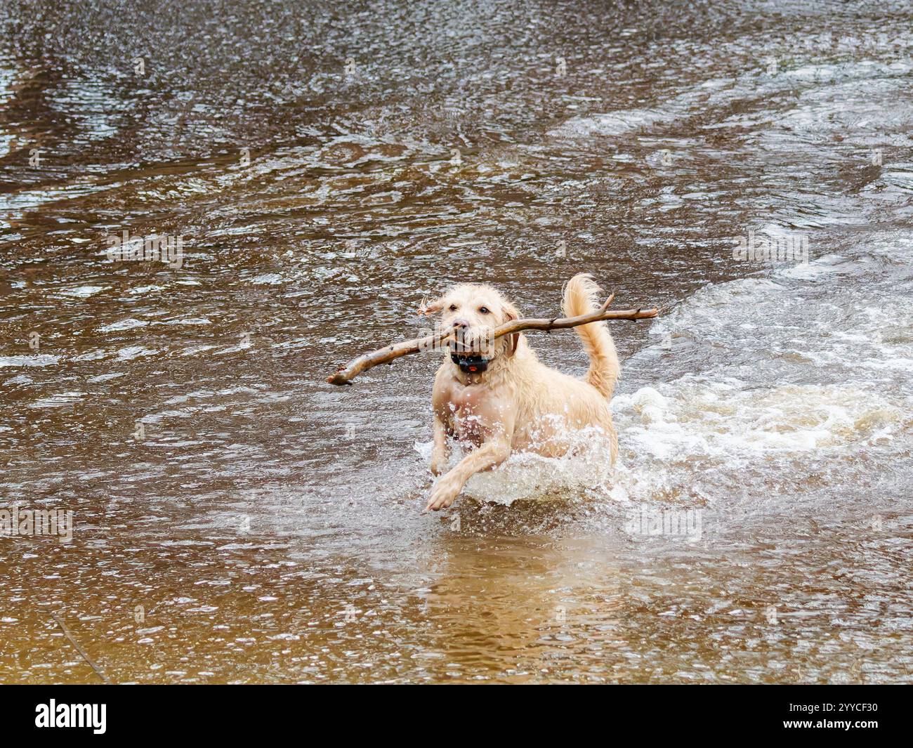 Chien récupérant un bâton dans un lac Banque D'Images