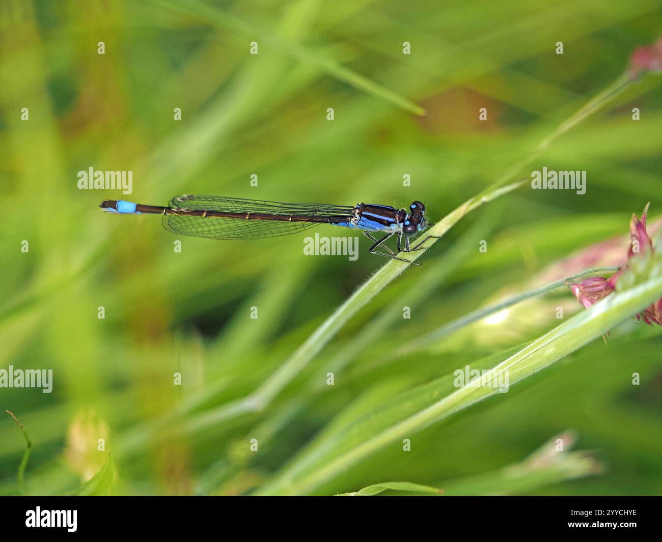 Damselfly mâle à queue bleue (Ischnura elegans) se prélassant sur la tige d'herbe à St Aidan's RSPB nature Reserve West Yorkshire, Angleterre, Royaume-Uni Banque D'Images