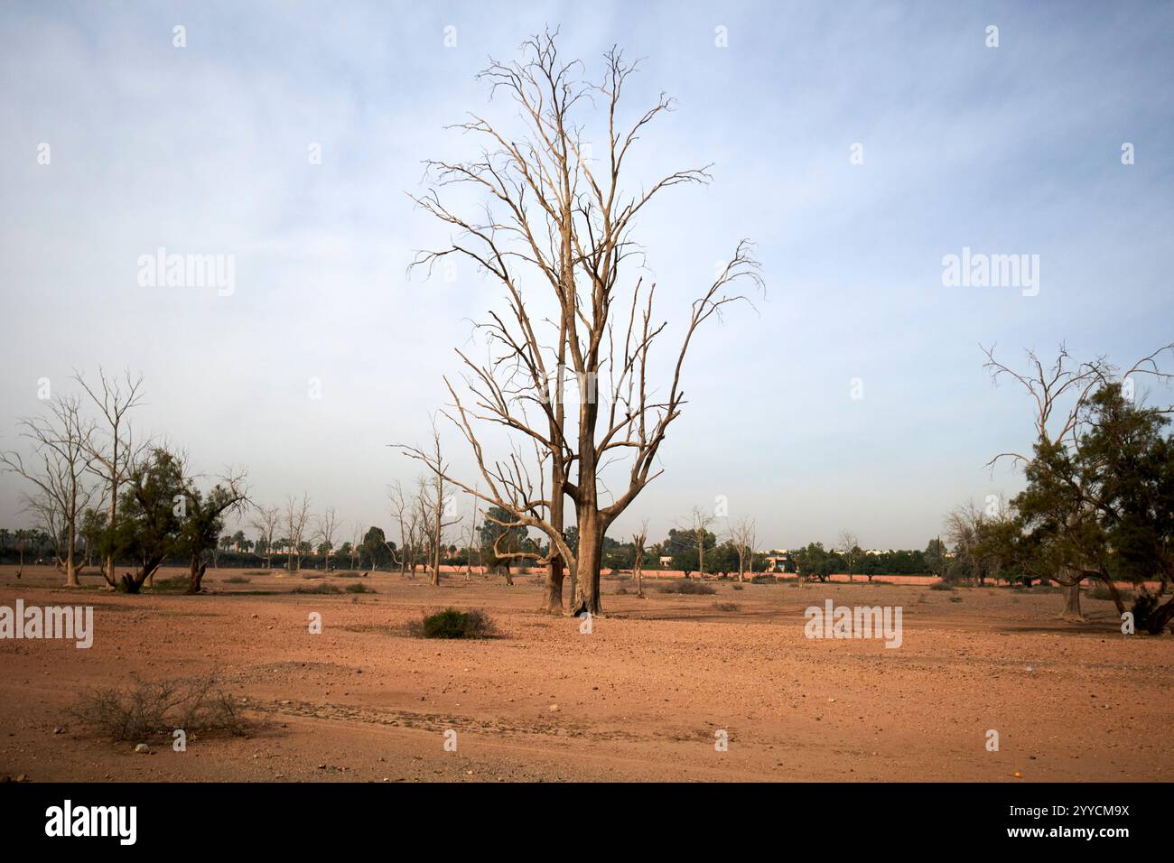 eucalyptus morts défoliés menara marrakech, maroc Banque D'Images