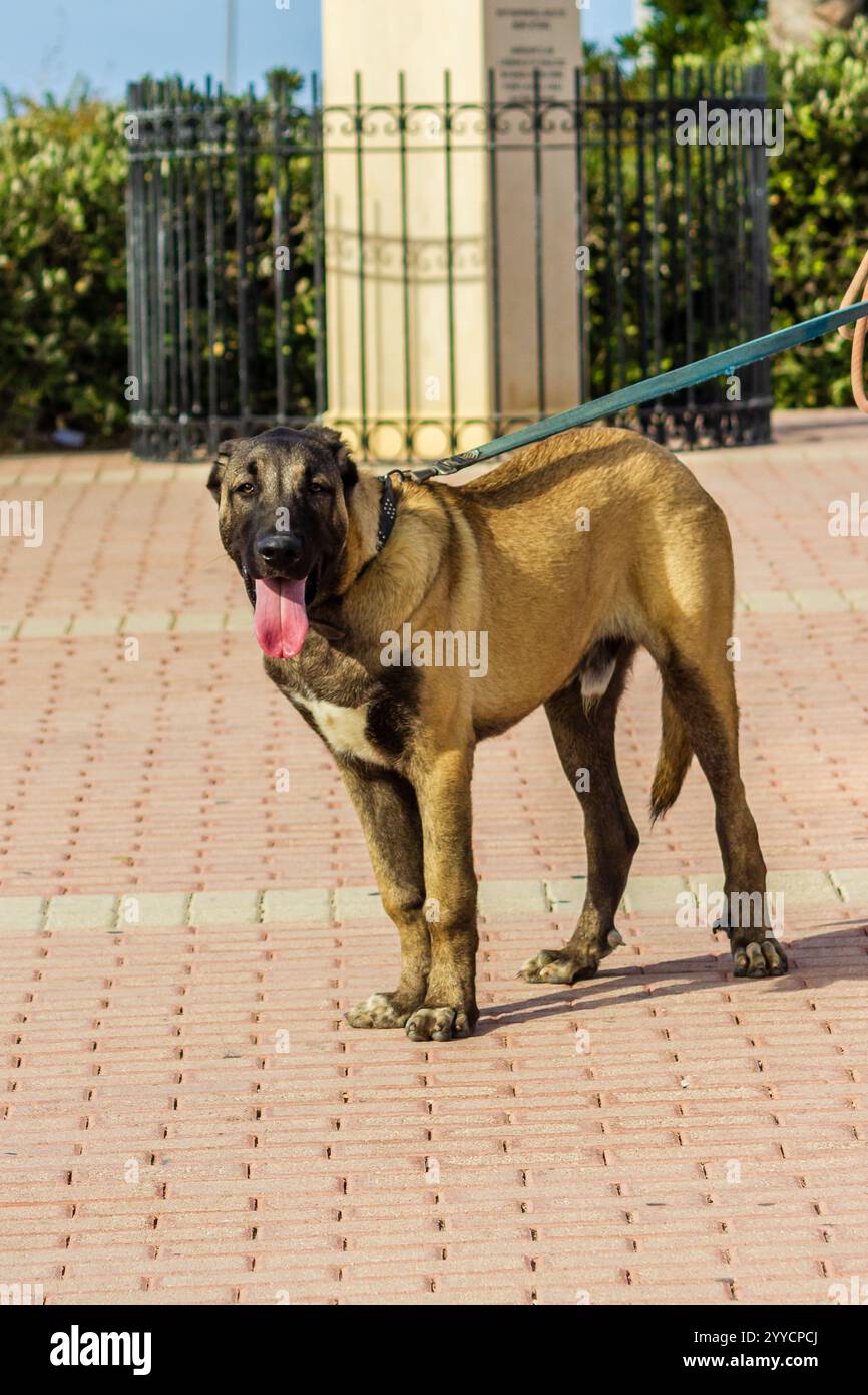 Grand chien debout sur le trottoir avec laisse pendant la promenade en plein air Banque D'Images