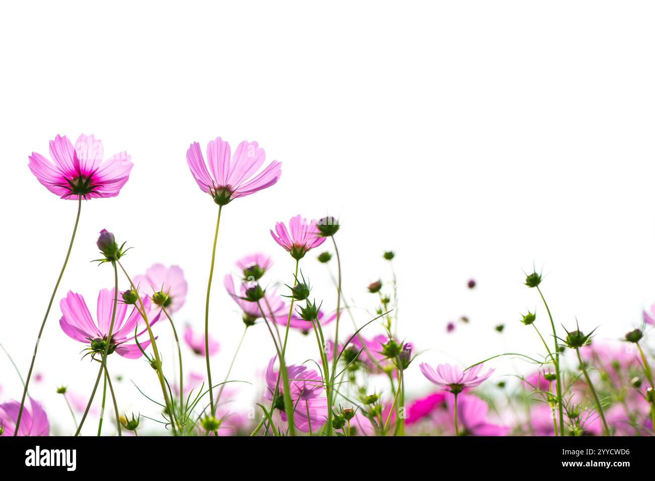 fleur de cosmos rose isolée sur fond blanc. concept de fleur Banque D'Images