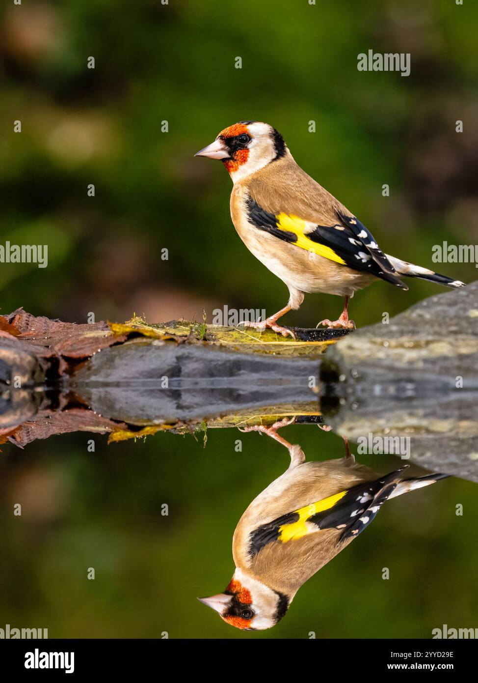 Goldfinch à la fin de l'automne dans le centre du pays de Galles Banque D'Images