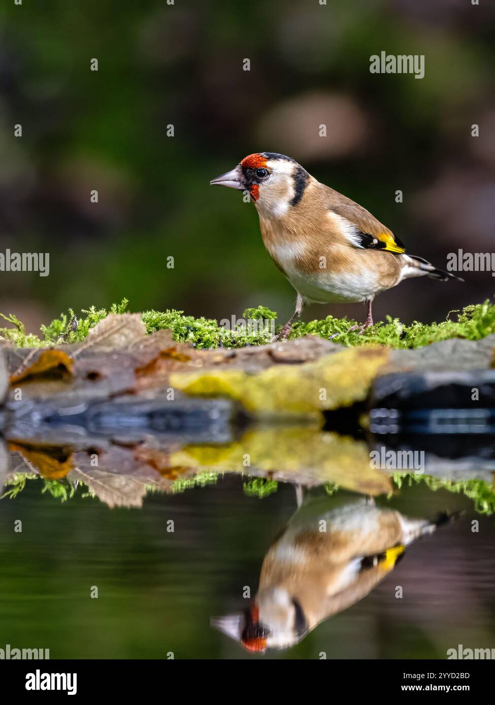Goldfinch à la fin de l'automne dans le centre du pays de Galles Banque D'Images