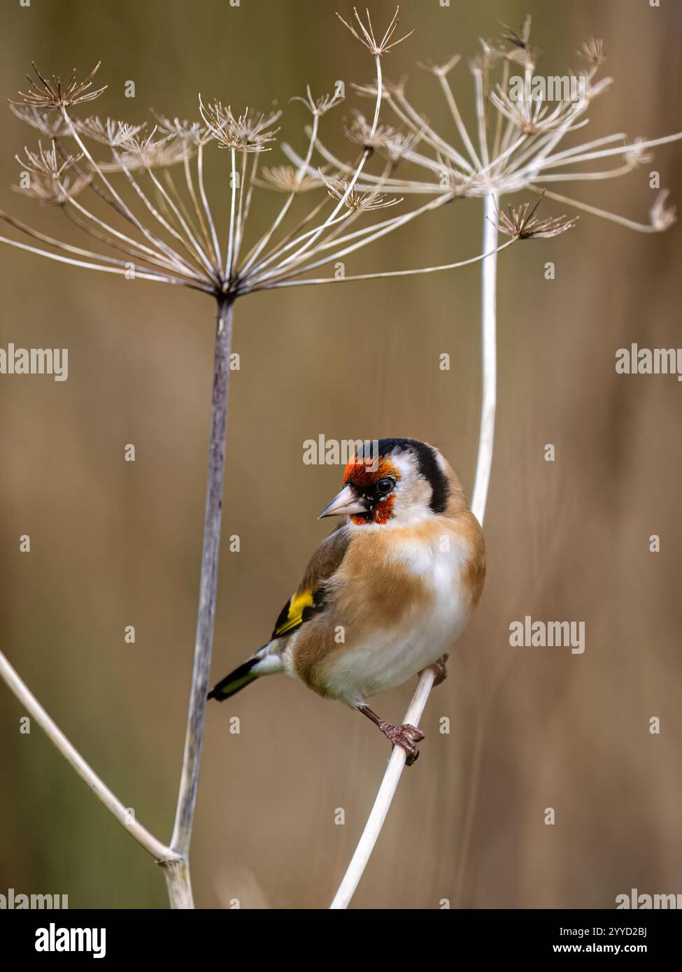 Goldfinch à la fin de l'automne dans le centre du pays de Galles Banque D'Images