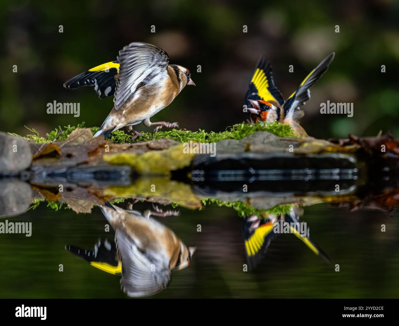 Goldfinch à la fin de l'automne dans le centre du pays de Galles Banque D'Images