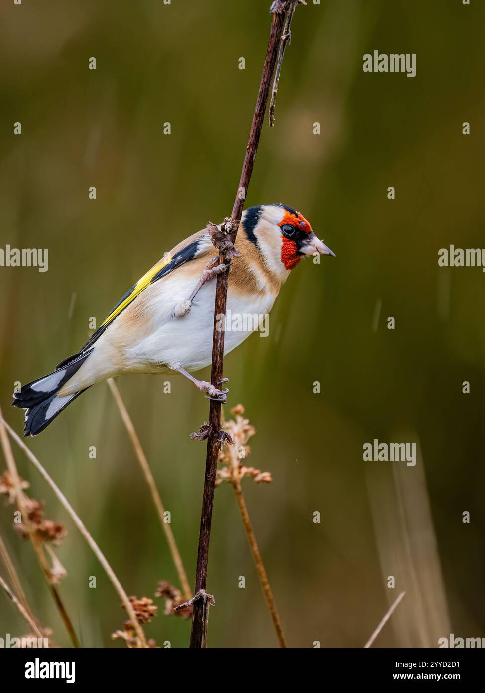 Goldfinch à la fin de l'automne dans le centre du pays de Galles Banque D'Images