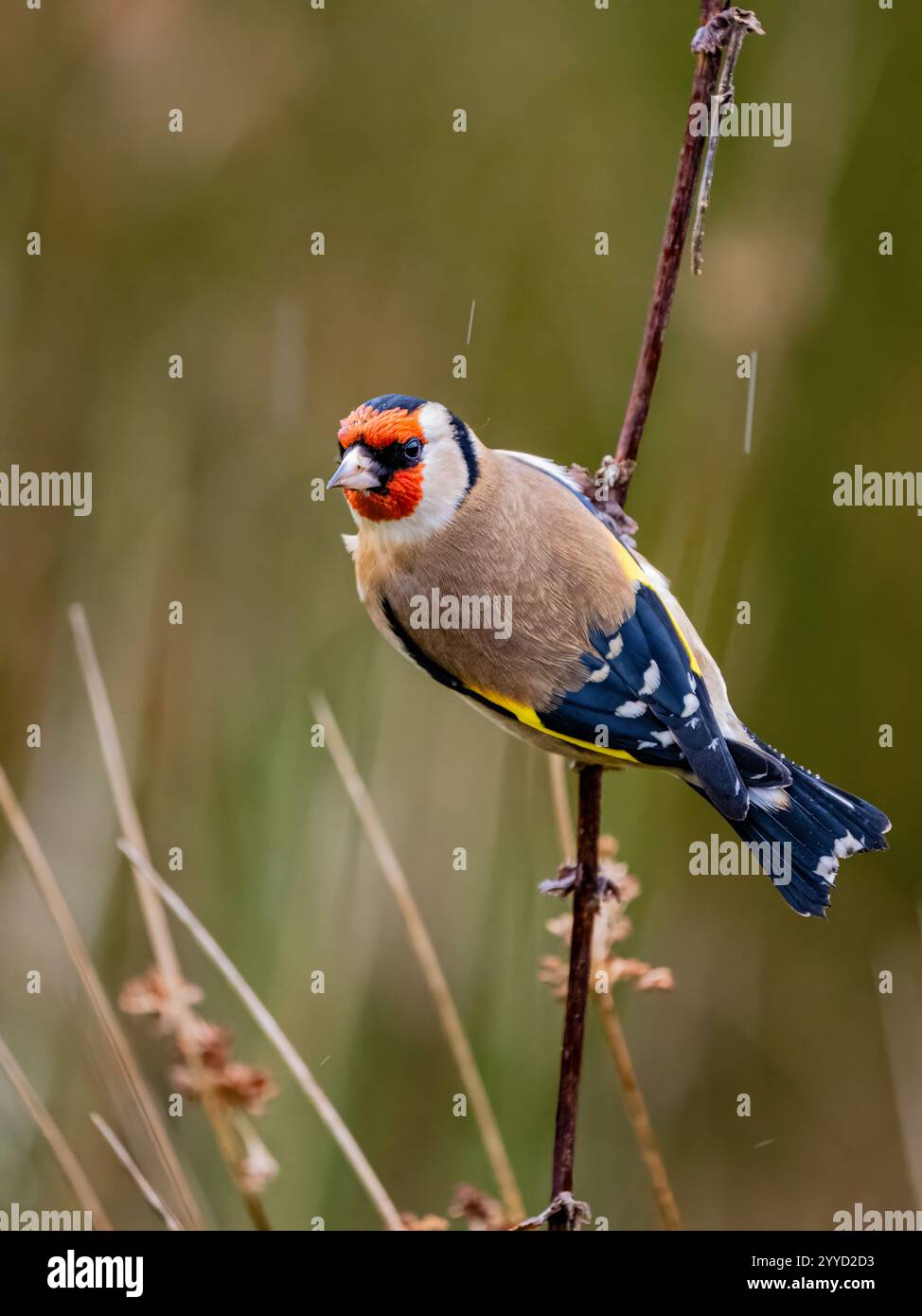 Goldfinch à la fin de l'automne dans le centre du pays de Galles Banque D'Images