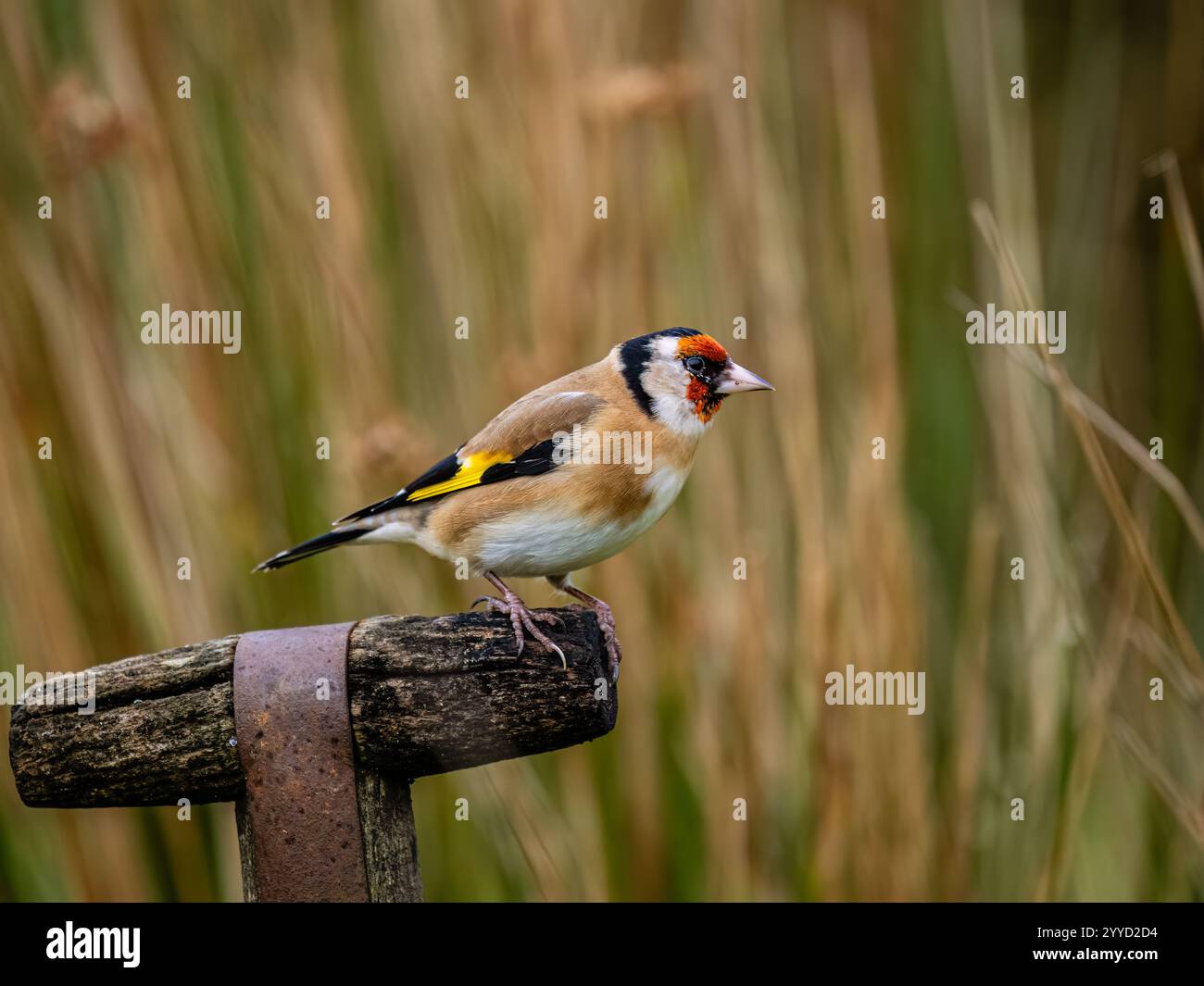 Goldfinch à la fin de l'automne dans le centre du pays de Galles Banque D'Images