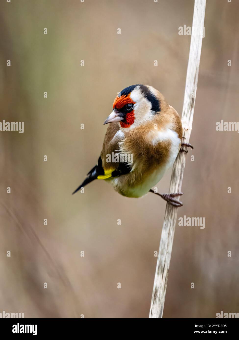 Goldfinch à la fin de l'automne dans le centre du pays de Galles Banque D'Images