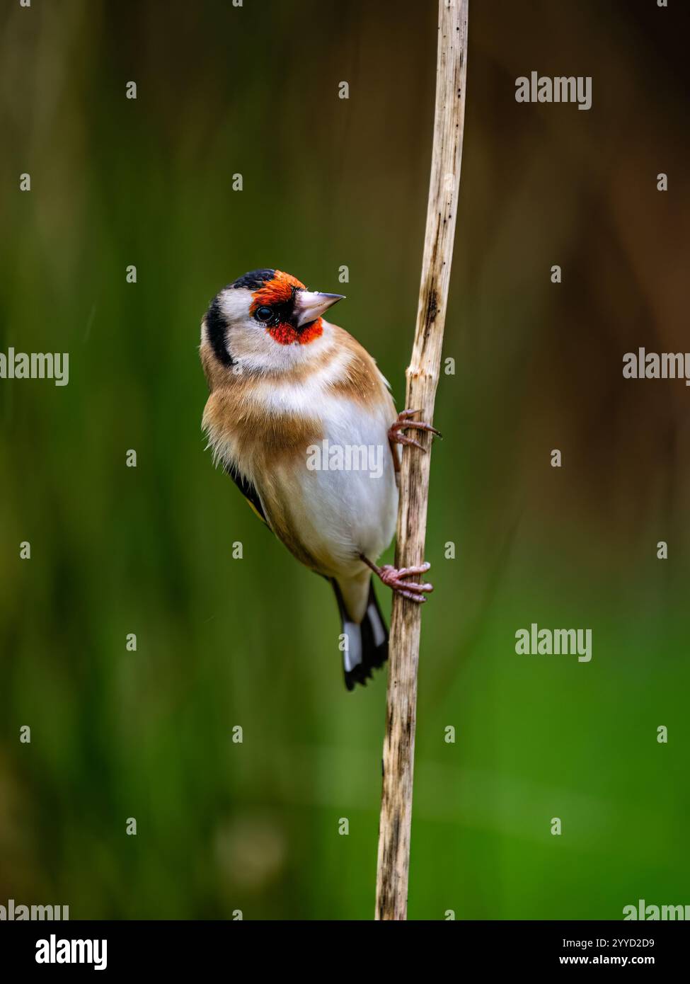 Goldfinch à la fin de l'automne dans le centre du pays de Galles Banque D'Images