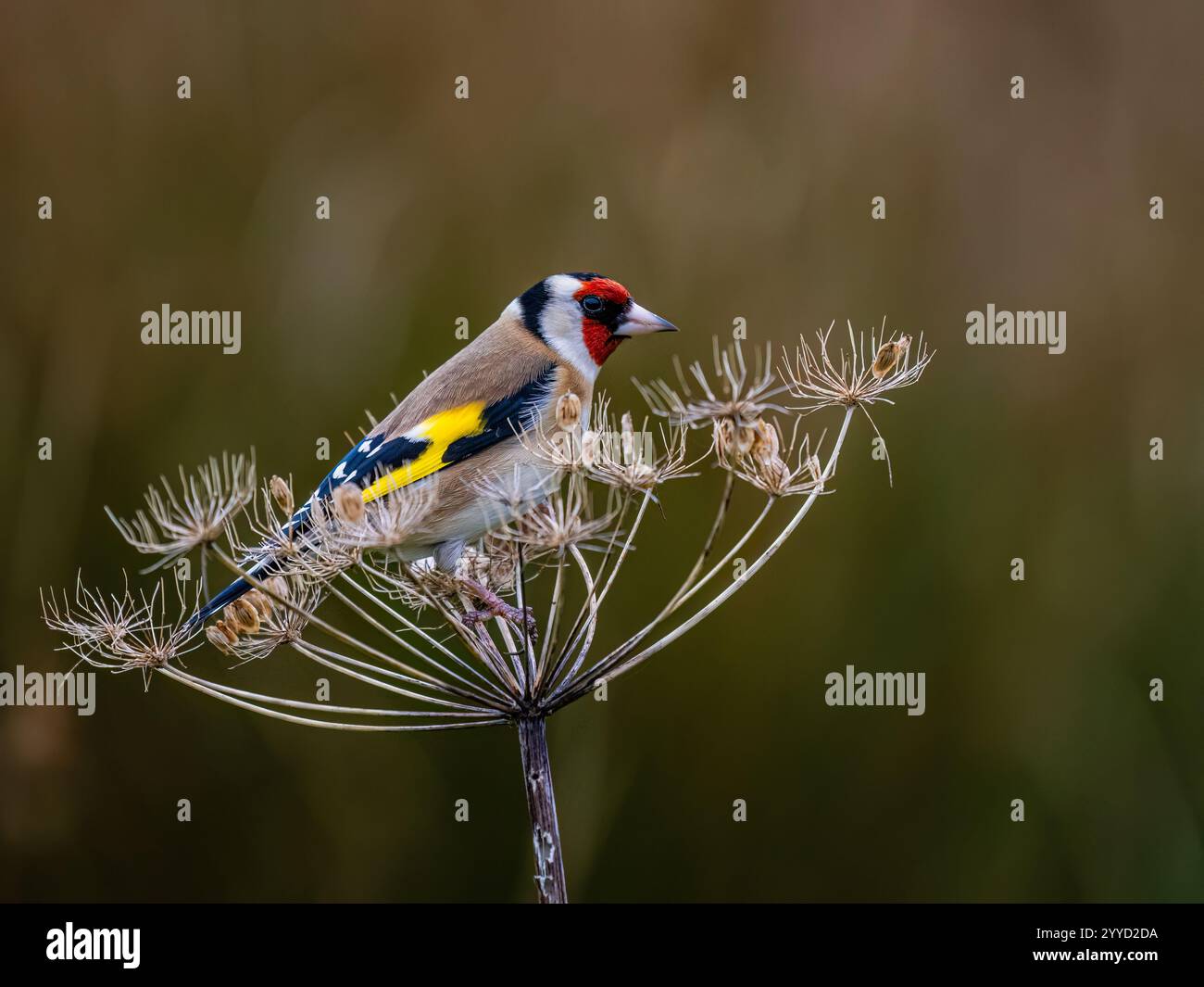 Goldfinch à la fin de l'automne dans le centre du pays de Galles Banque D'Images