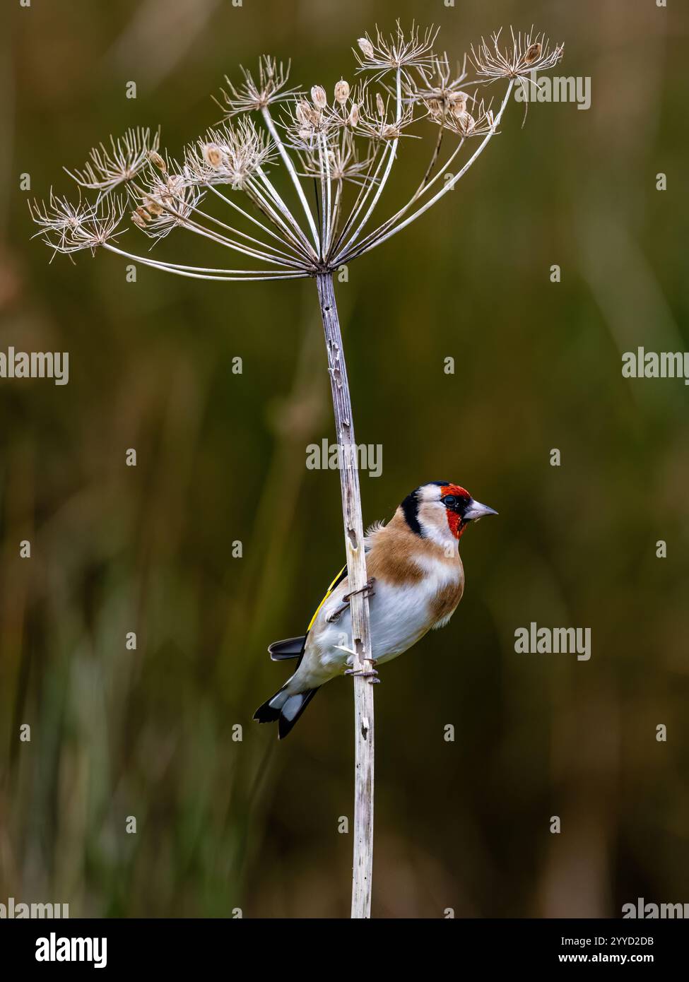 Goldfinch à la fin de l'automne dans le centre du pays de Galles Banque D'Images