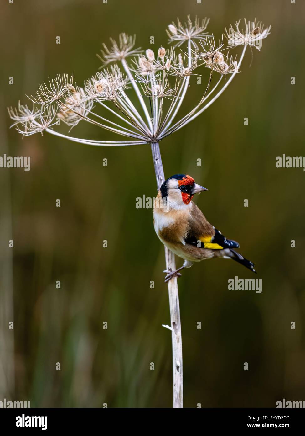 Goldfinch à la fin de l'automne dans le centre du pays de Galles Banque D'Images