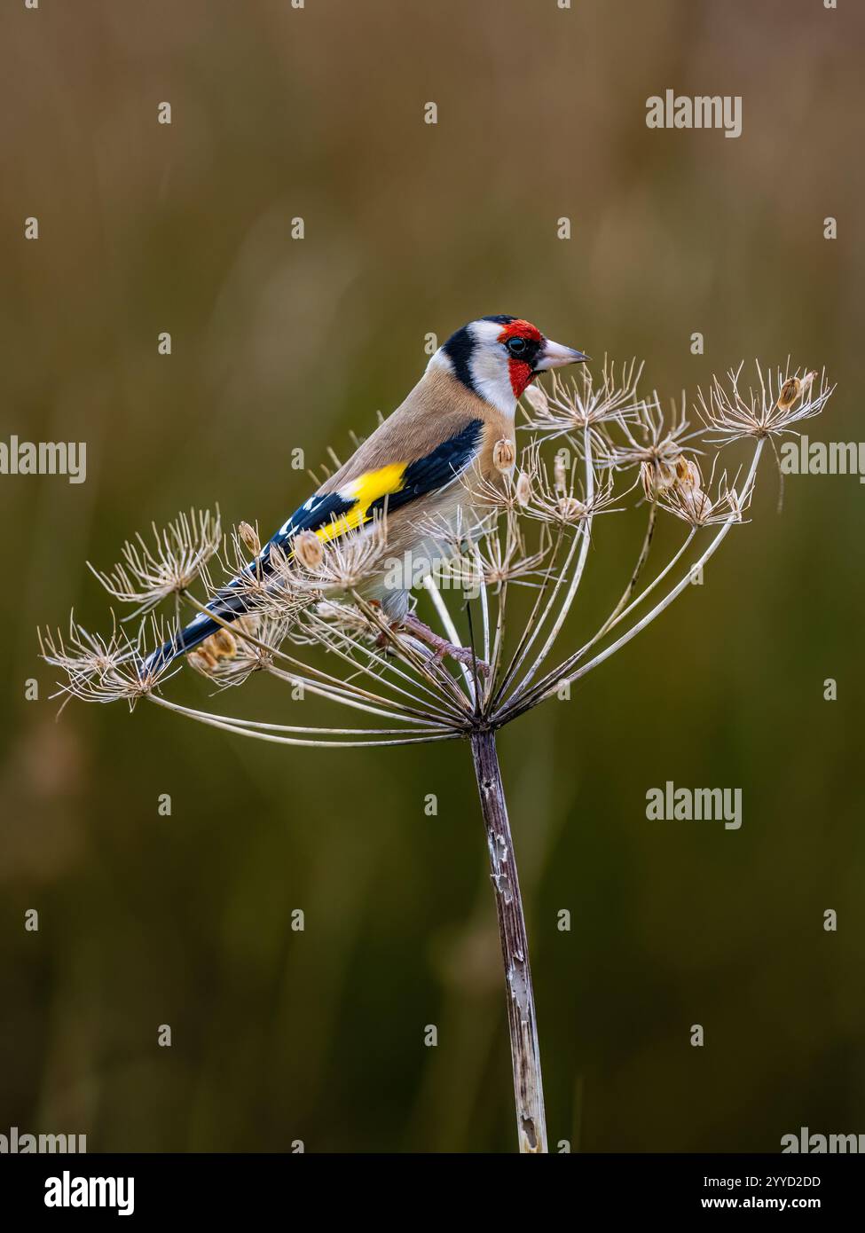 Goldfinch à la fin de l'automne dans le centre du pays de Galles Banque D'Images