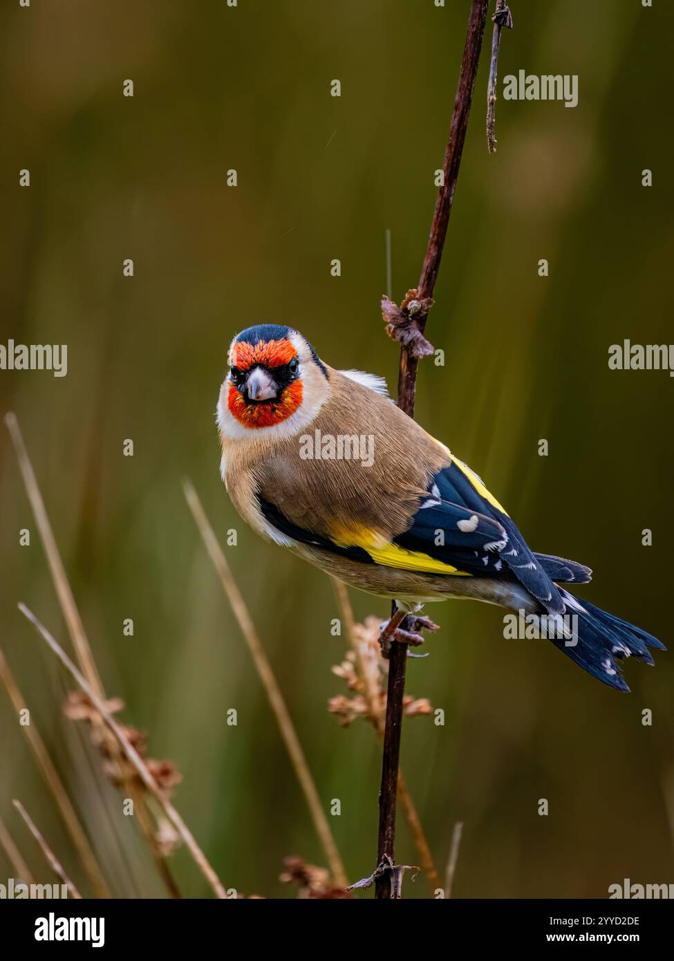 Goldfinch à la fin de l'automne dans le centre du pays de Galles Banque D'Images